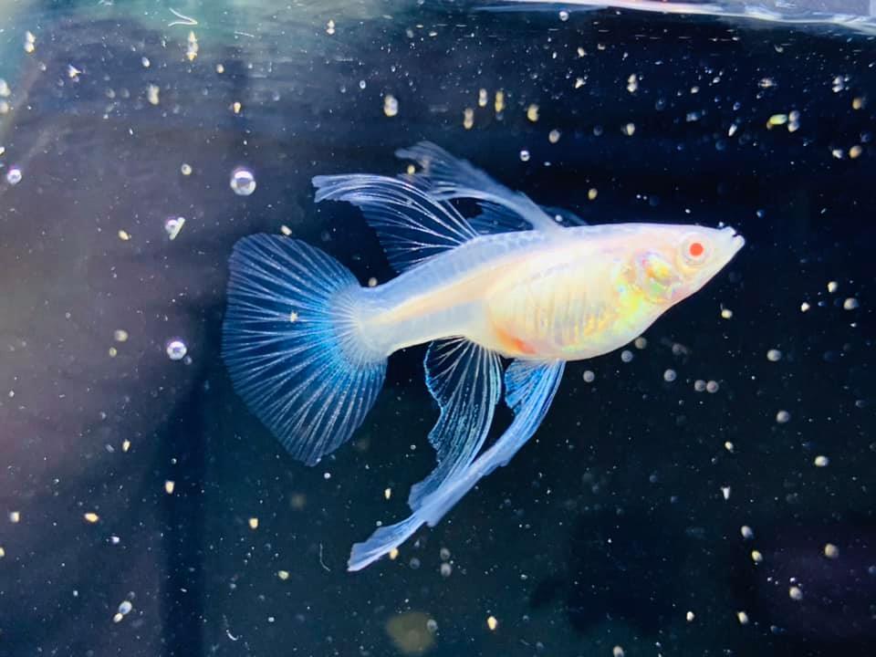 Blue Topaz Fin C Guppy Fish