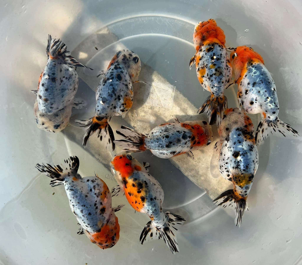 Tricolor Calico Ranchu Goldfish | Grower Pick