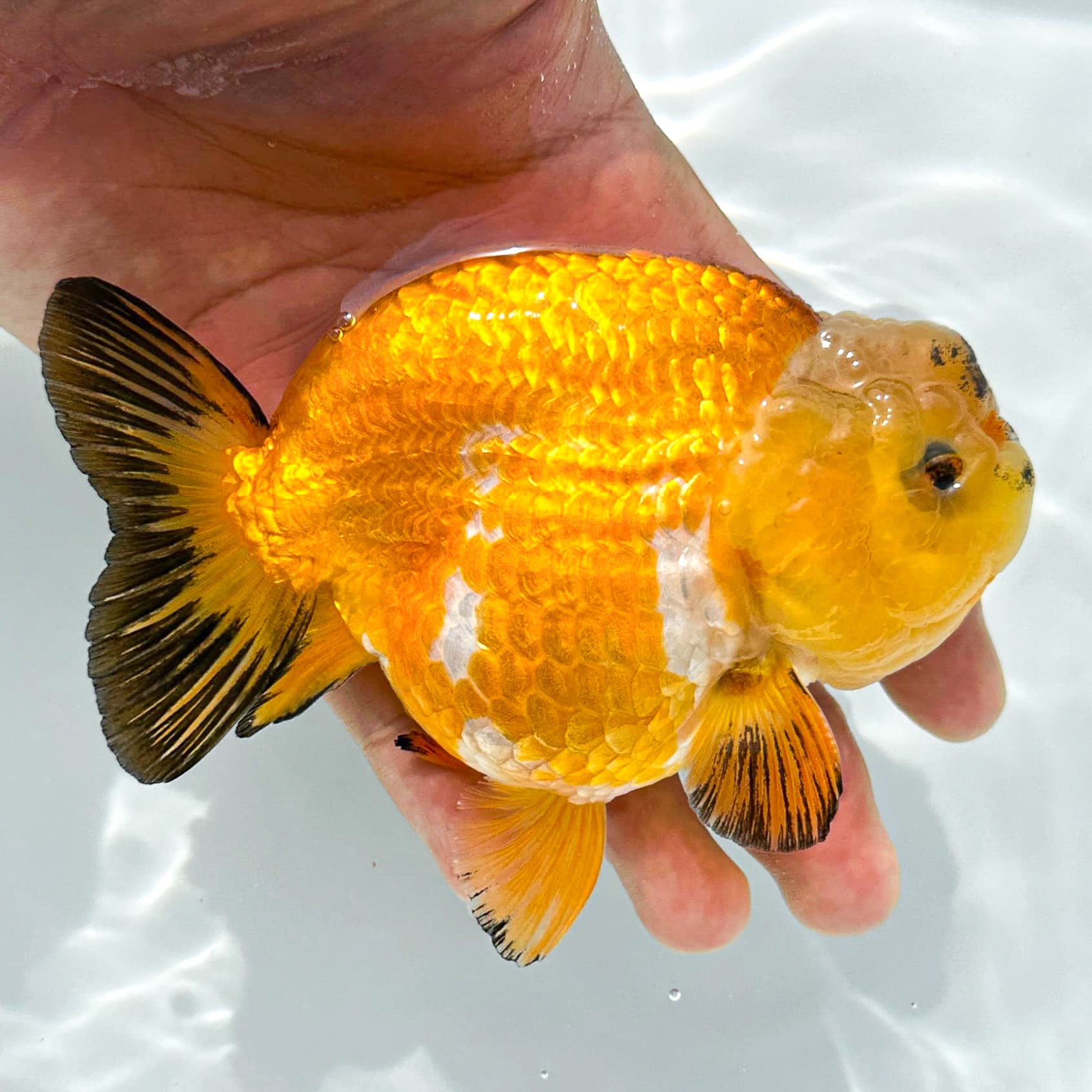 24K Gold Ranchu | Ultra Rare