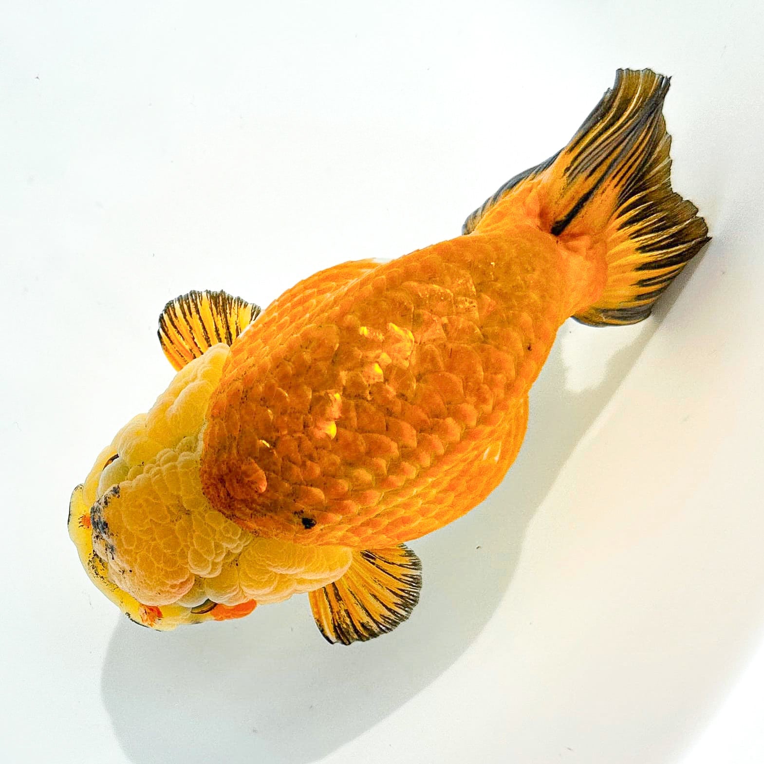 24K Gold Ranchu | Ultra Rare
