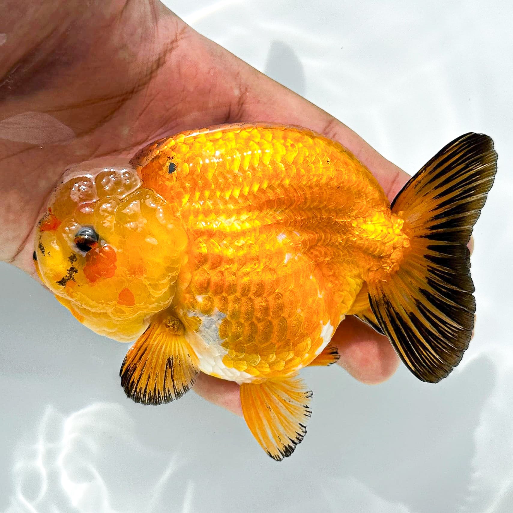 24K Gold Ranchu | Ultra Rare