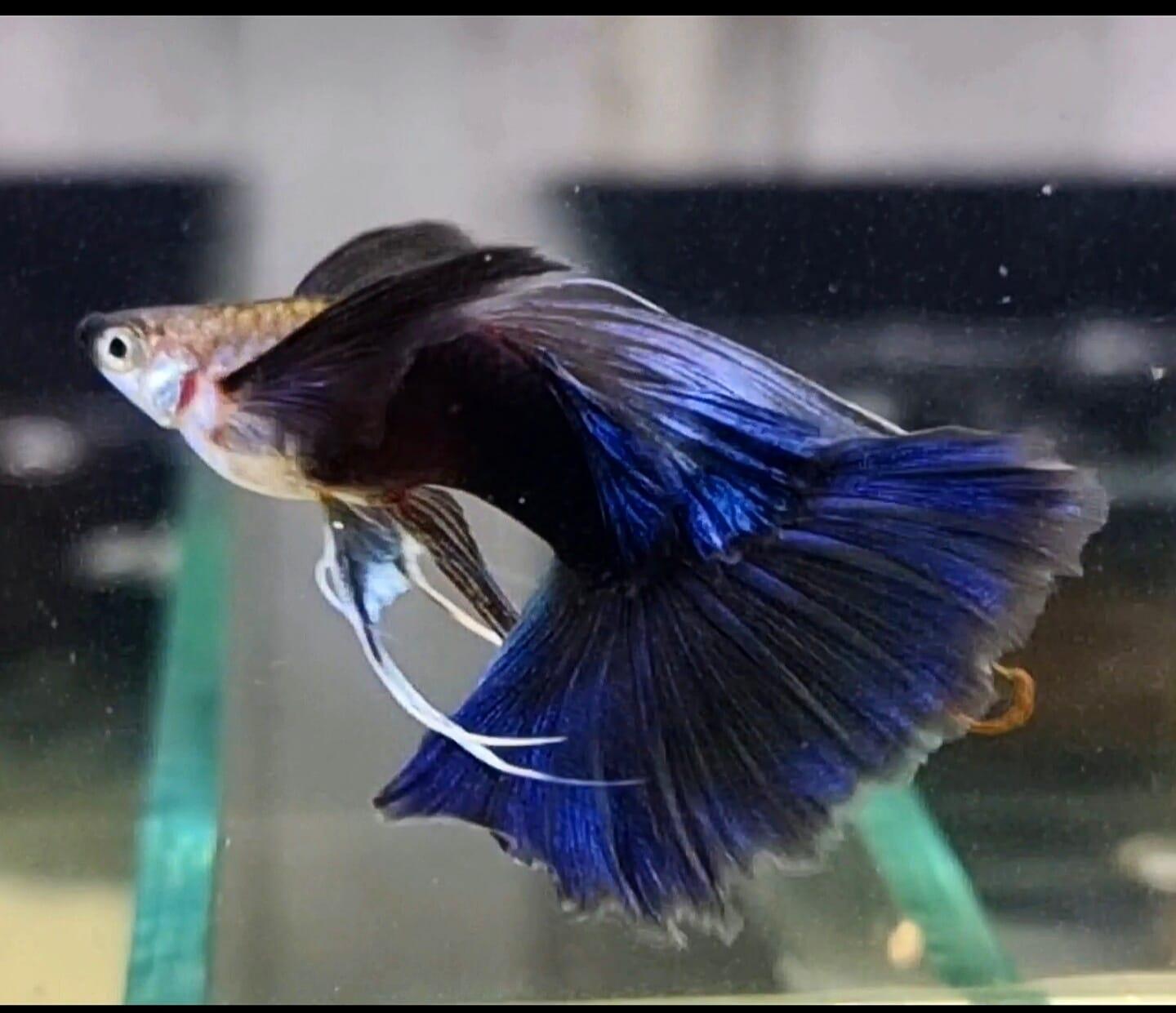 Half Black Blue Fin C Guppy Fish