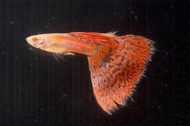 Red Grass Guppy Fish