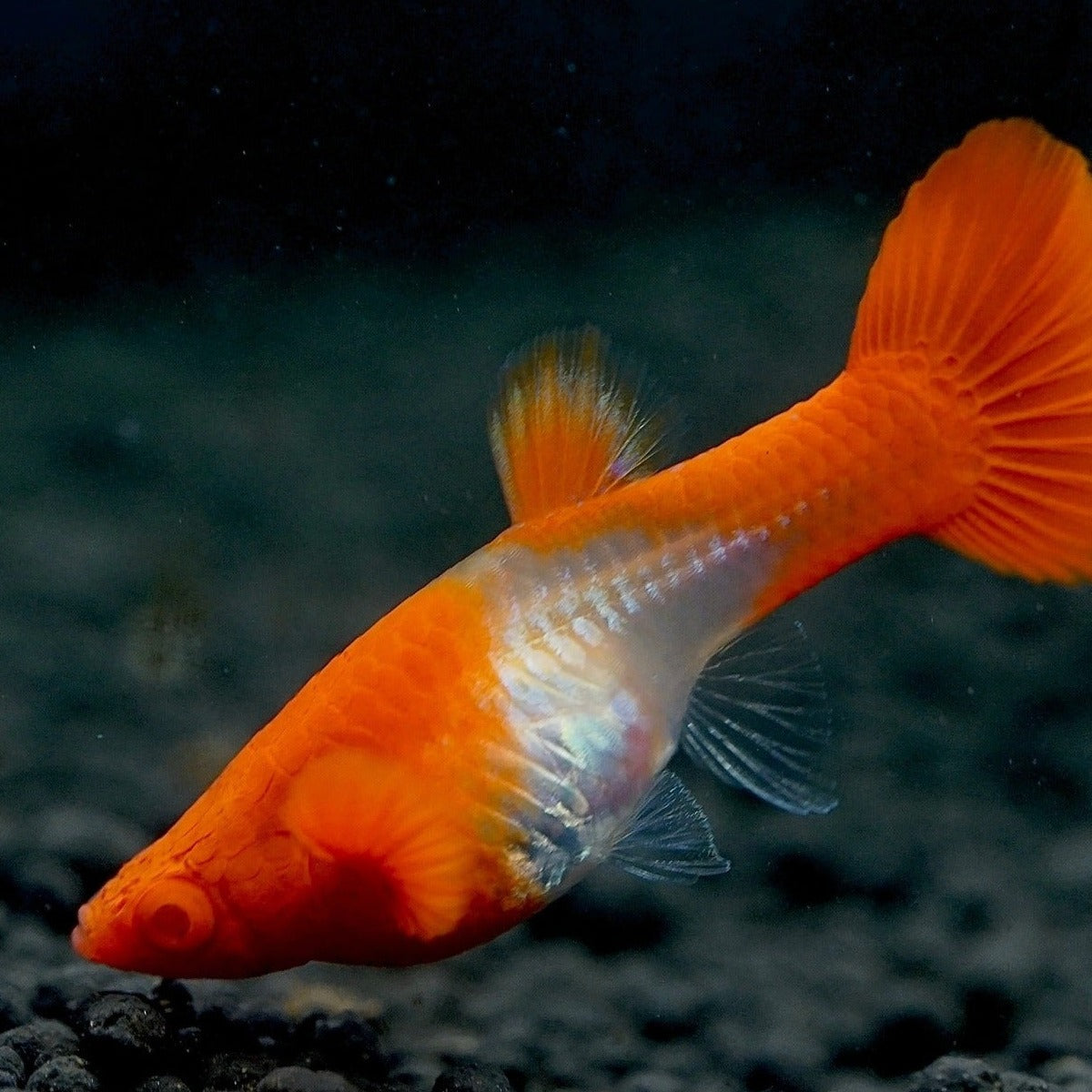 Koi Red Ear Guppy Fish
