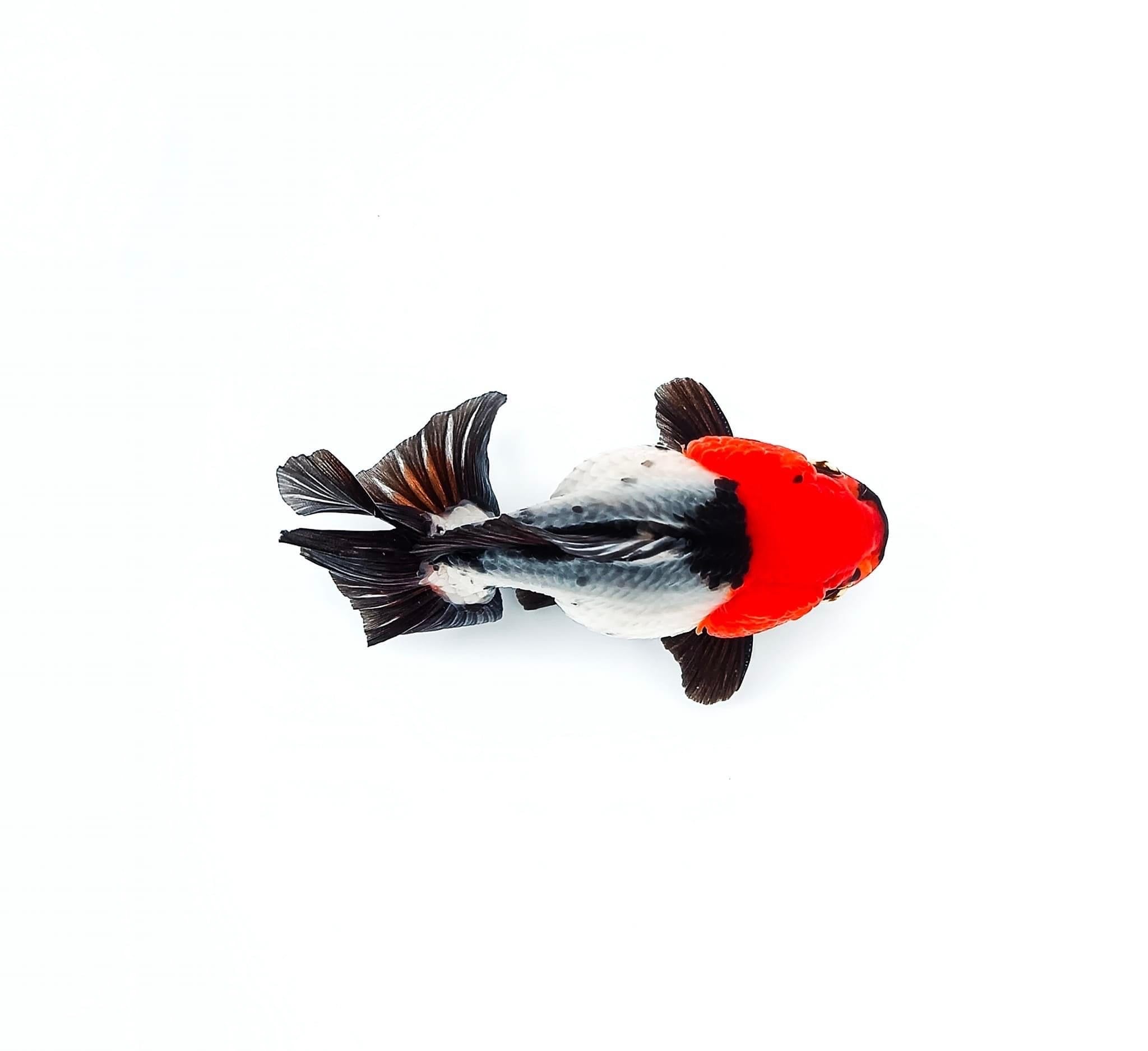 Tri Color Oranda Short Tail 3-4 Inches | Mystery Goldfish