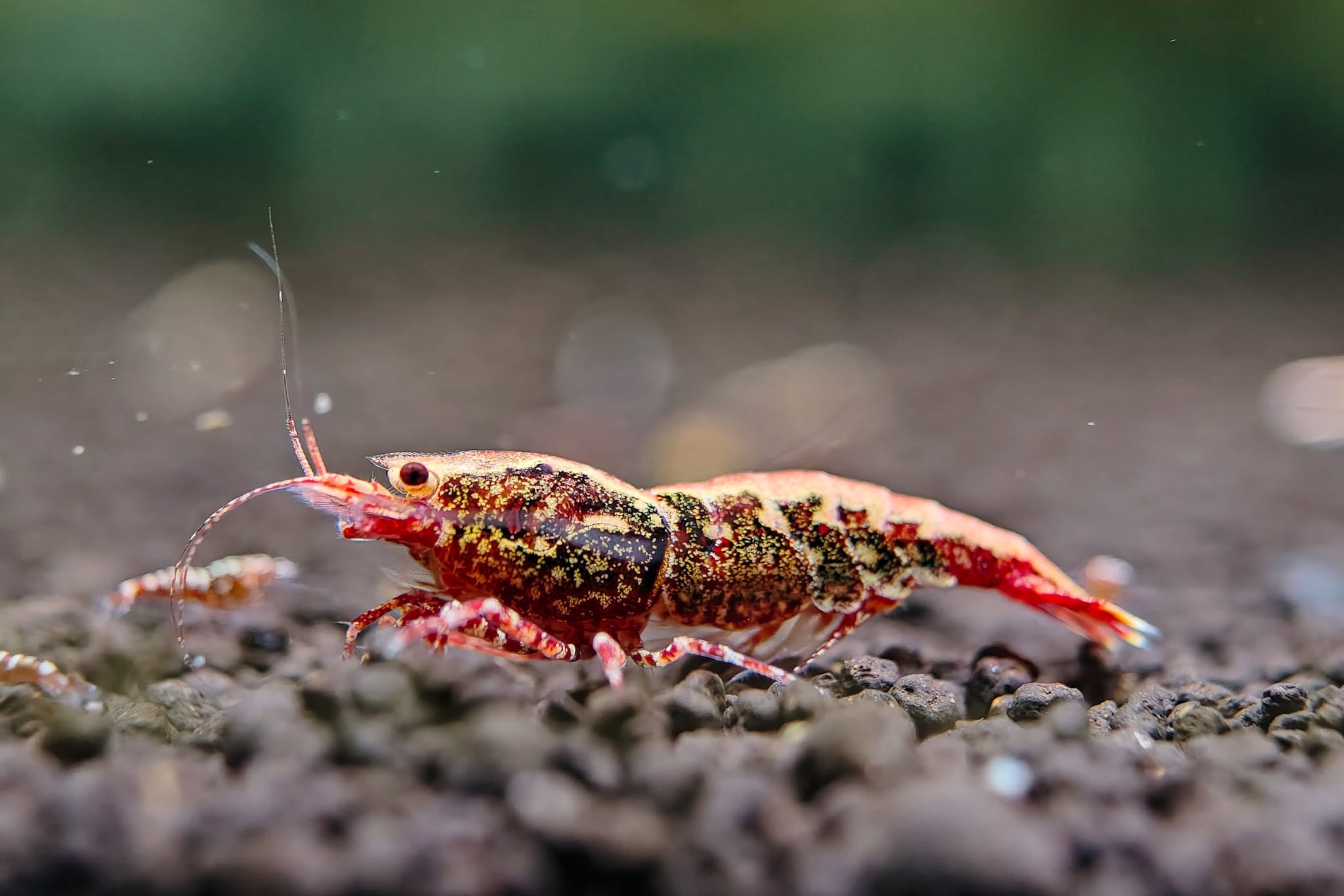 Red Galaxy Caridina Shrimp