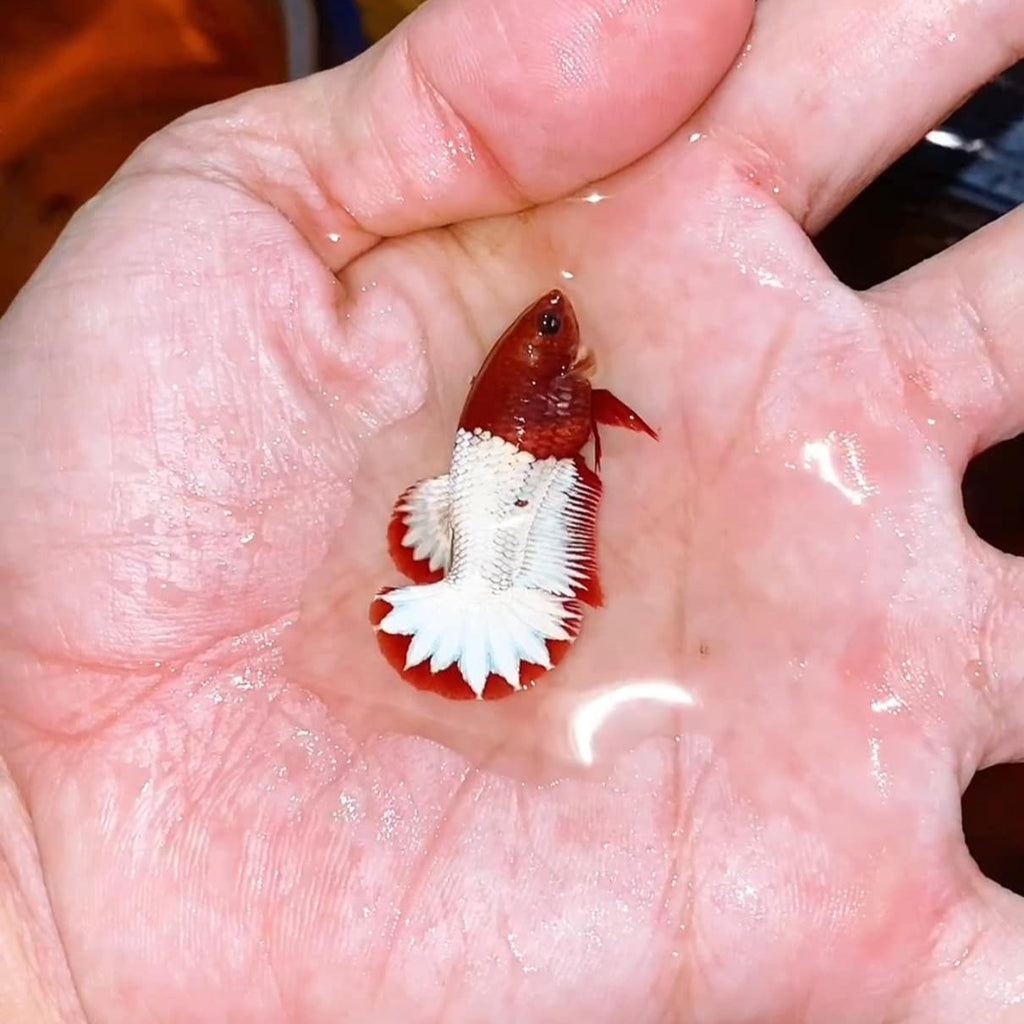 Fancy Copper Start Tail Female Betta Fish Sorority | Successful Sorority Pack