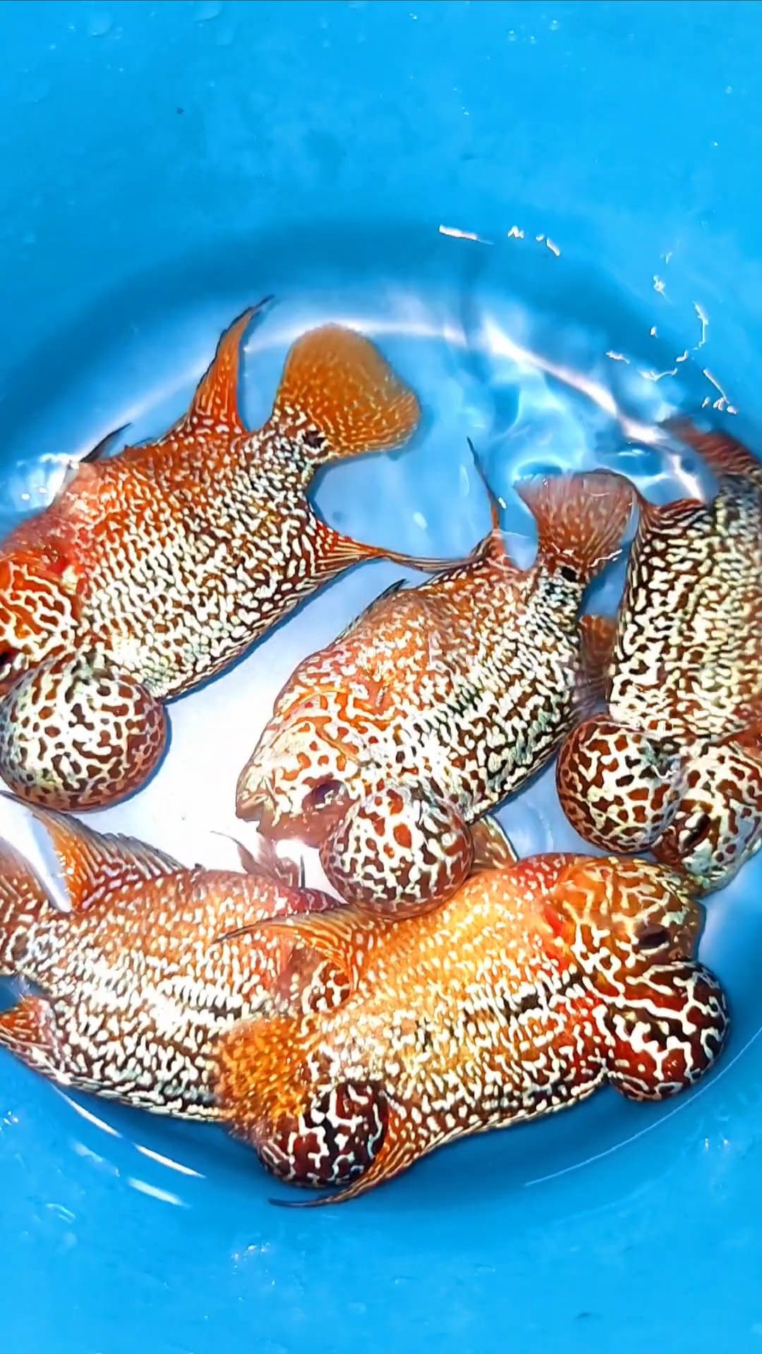 Yellow Golden Base Flowerhorn Cichlid | High Grade | Grower Pick