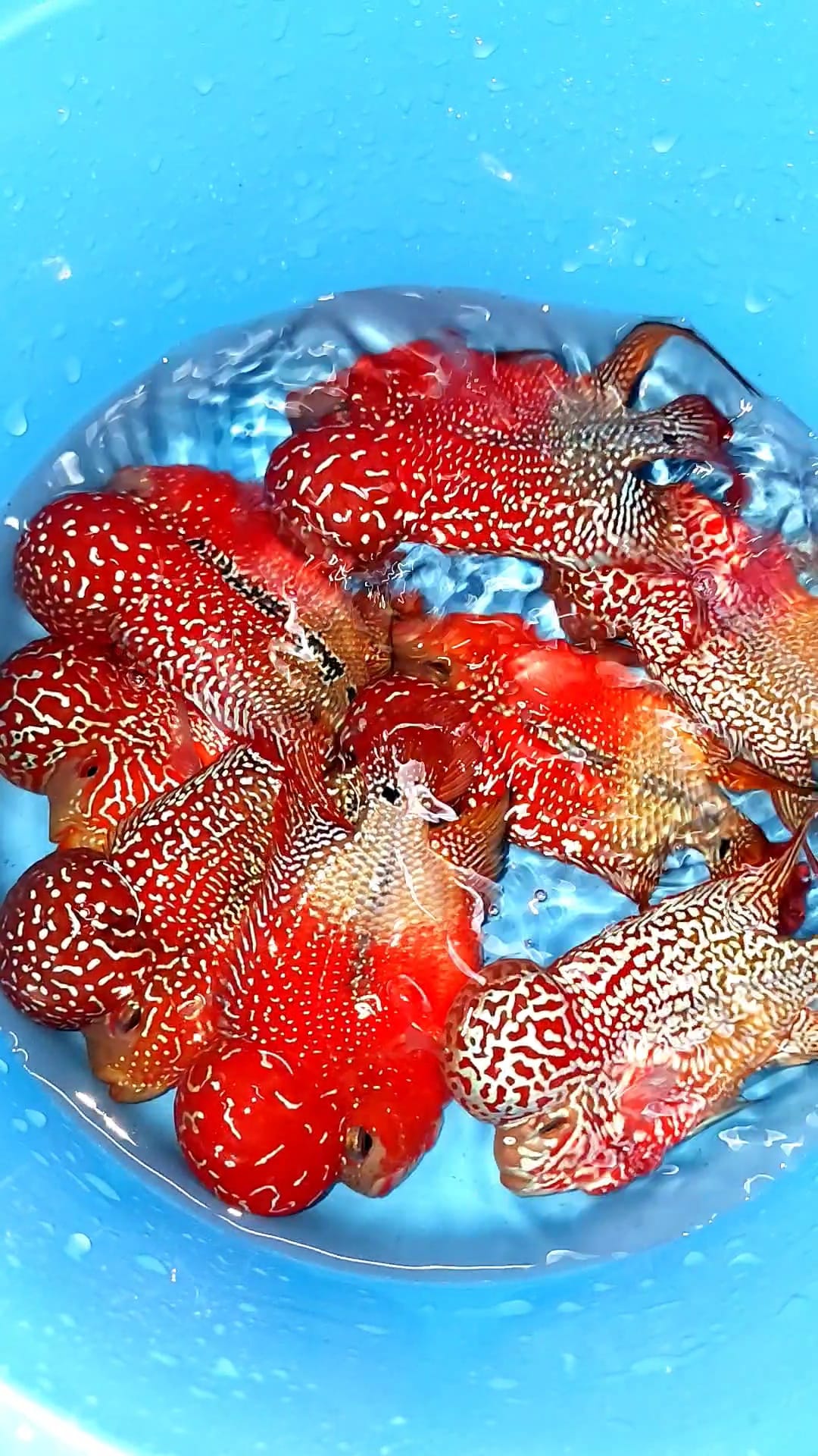 King Kamfa 2 Tone Flowerhorn Cichlid | High Grade | Grower Pick