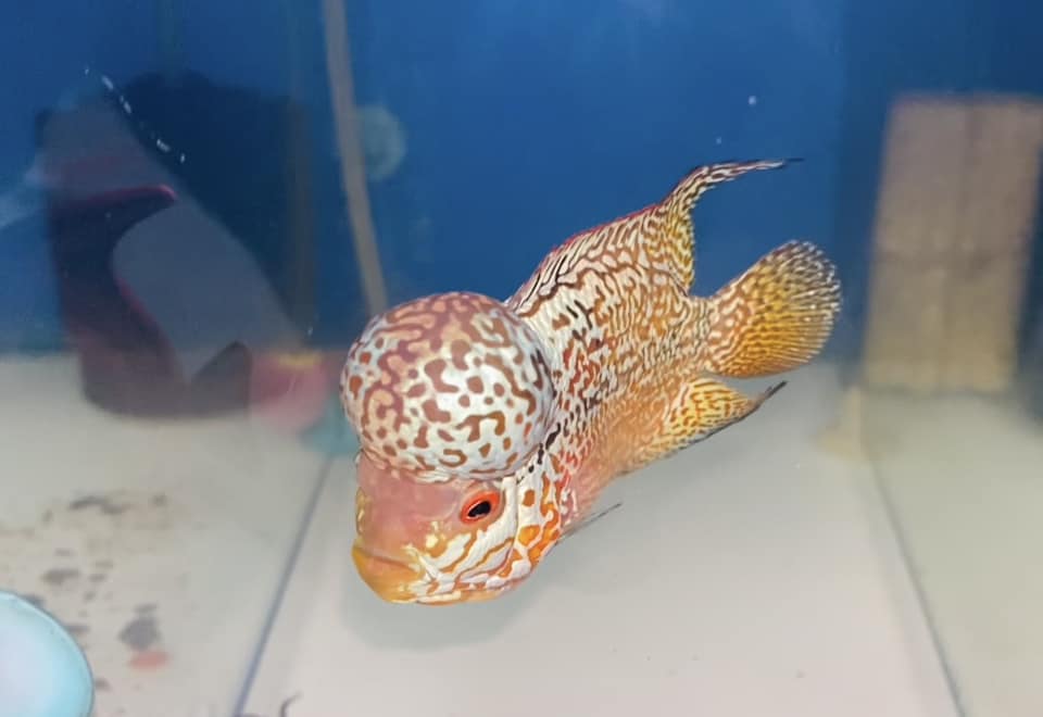 Yellow Golden Base Flowerhorn Cichlid | High Grade | Grower Pick