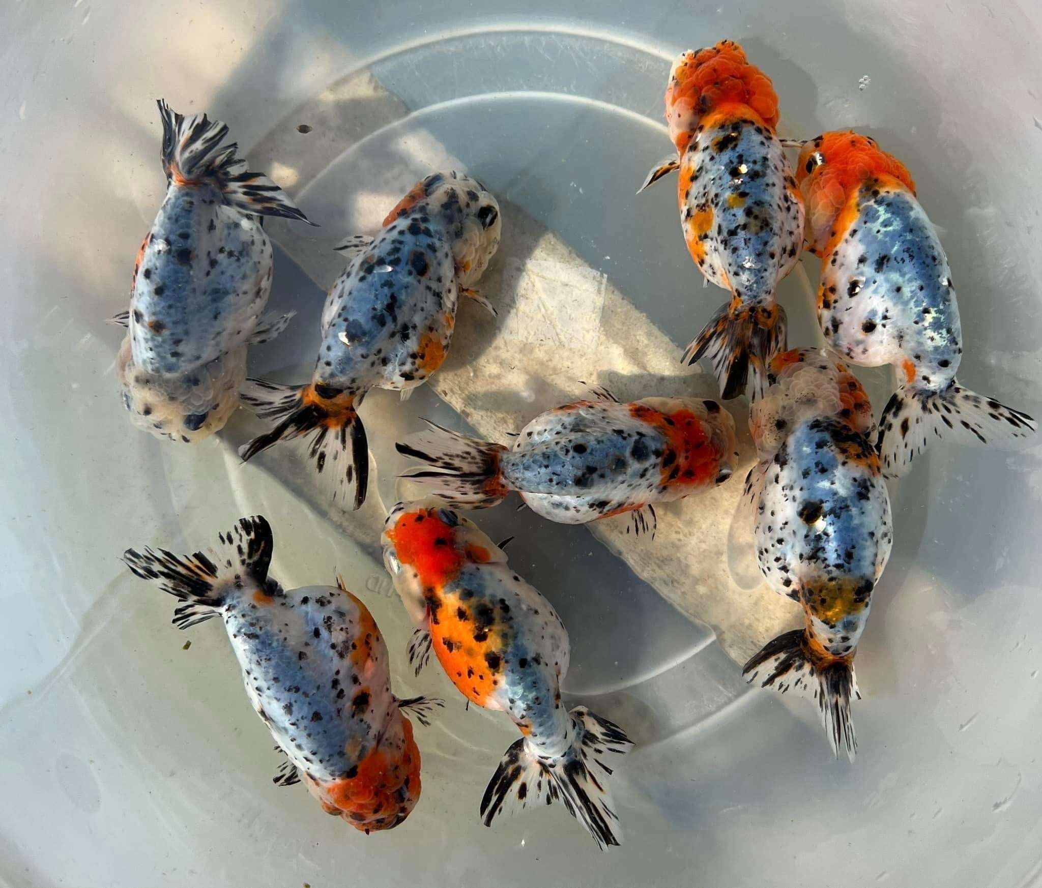 Tricolor Calico Ranchu Goldfish | Grower Pick