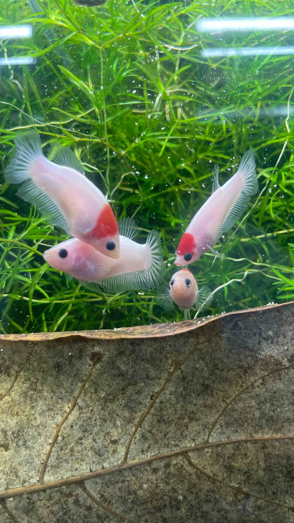 Tancho Female Betta Fish