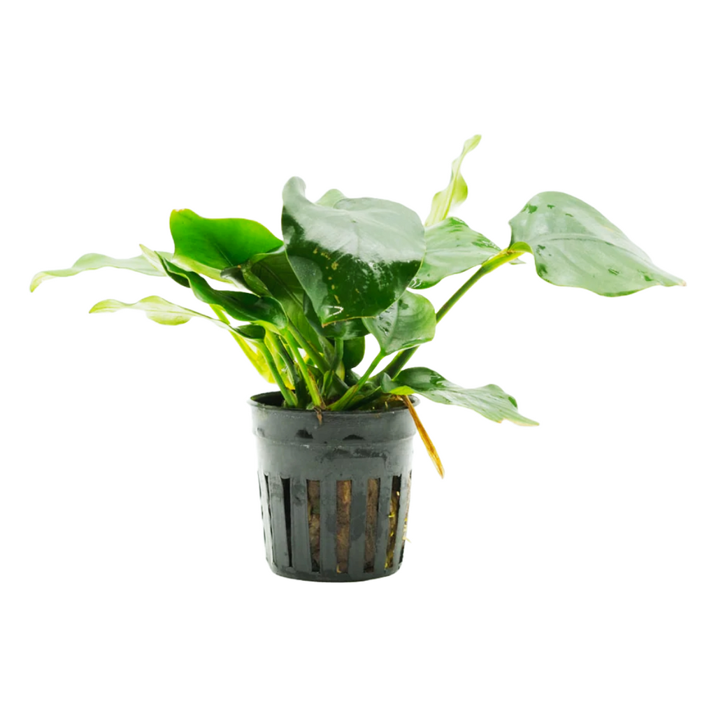 Anubias Nana Thick Leaf
