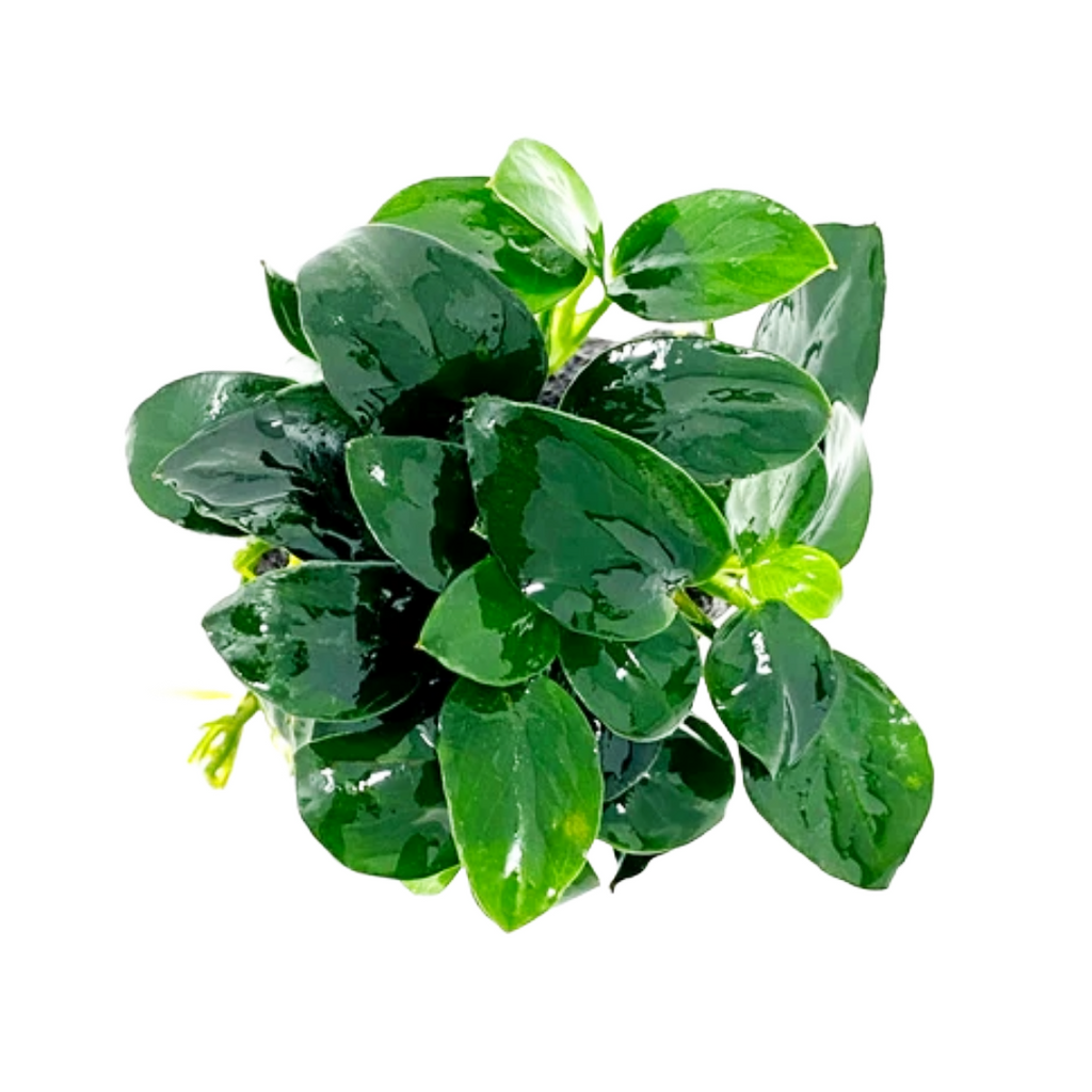 Anubias Barteri Petite Round