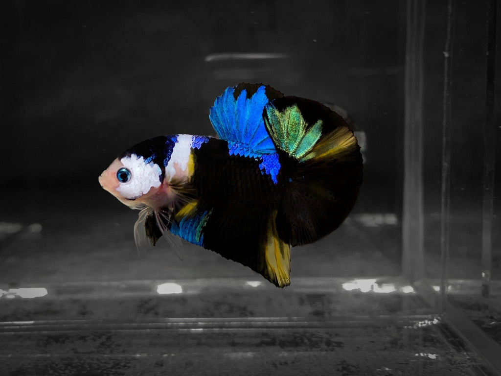 Koi Multicolor Dark Tone Plakat Male Betta Fish | High Grade | Mystery Betta