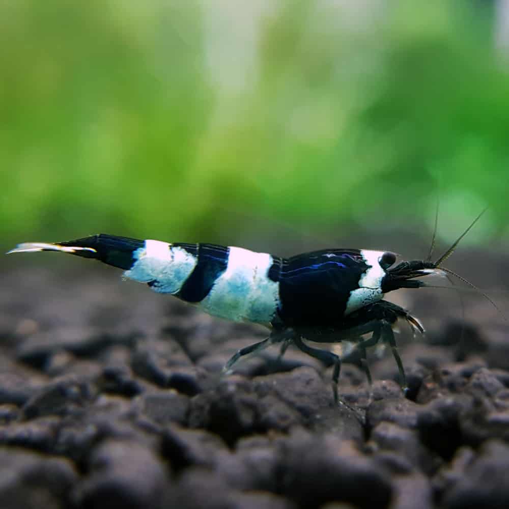 Black Panda Caridina Shrimp
