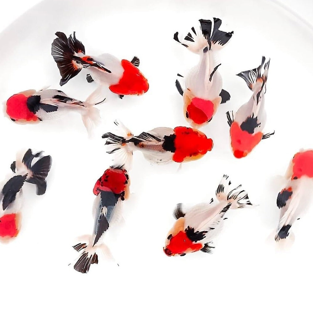 Tri Color Oranda Short Tail 3-4 Inches | Mystery Goldfish