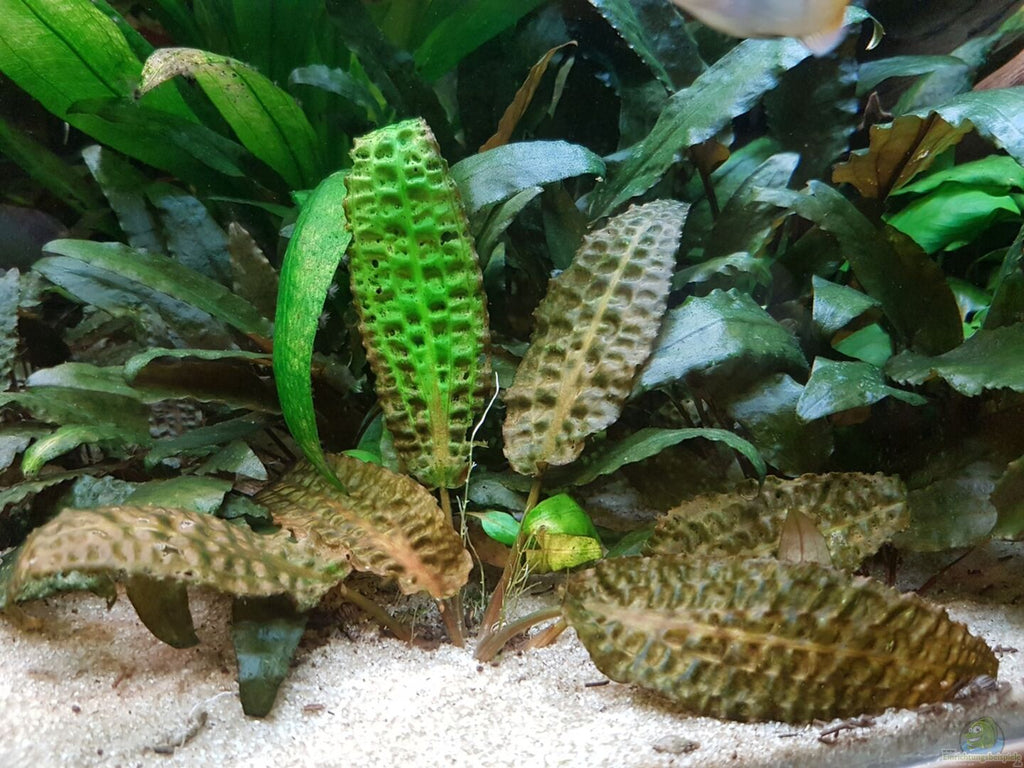 Cryptocoryne Hudoroi