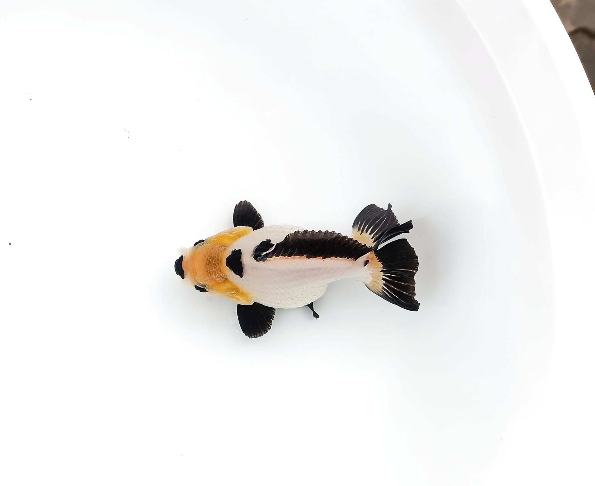 Tri Color Oranda Short Tail 3-4 Inches | Mystery Goldfish