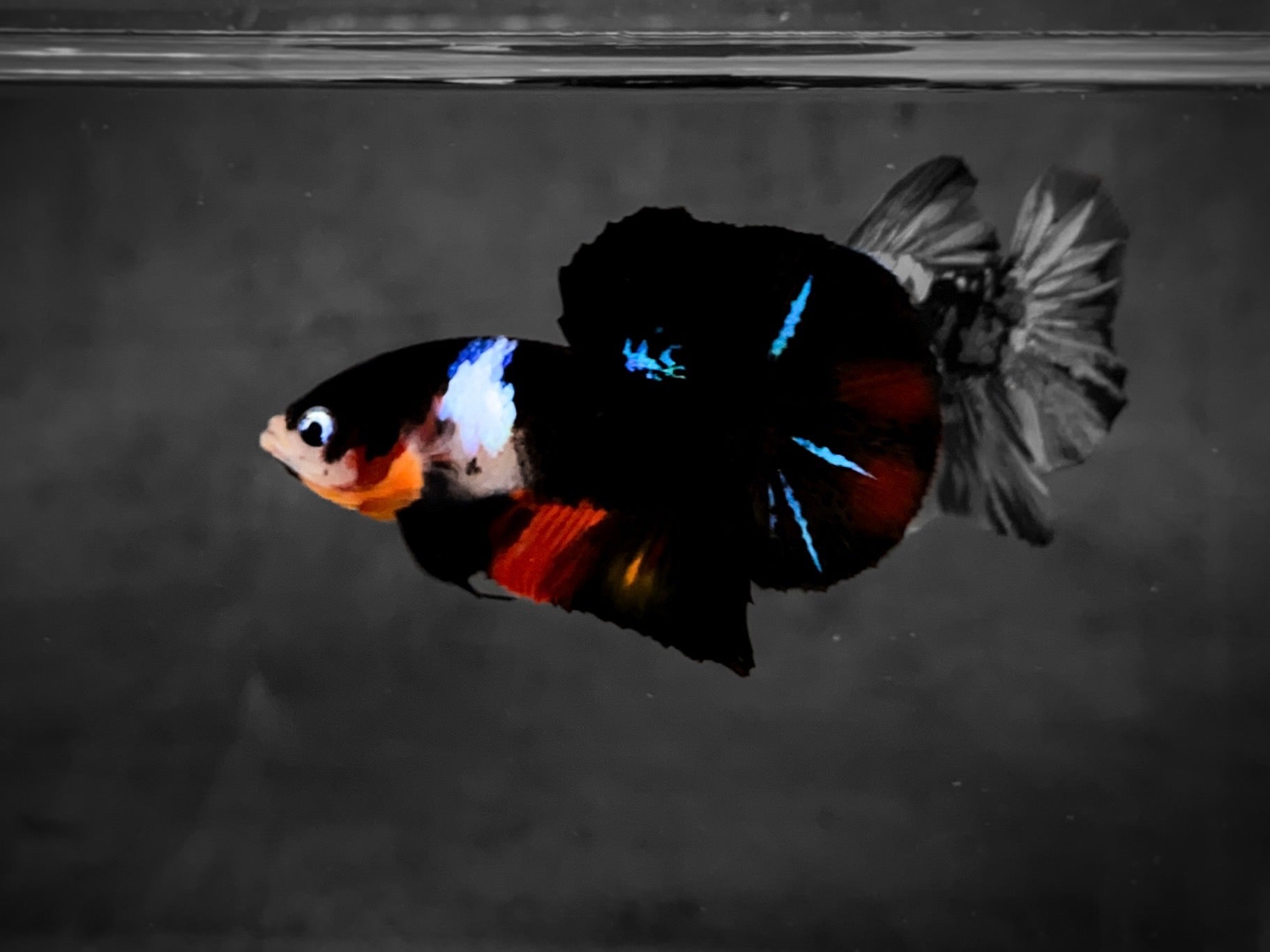 Koi Multicolor Dark Tone Plakat Male Betta Fish | High Grade | Mystery Betta