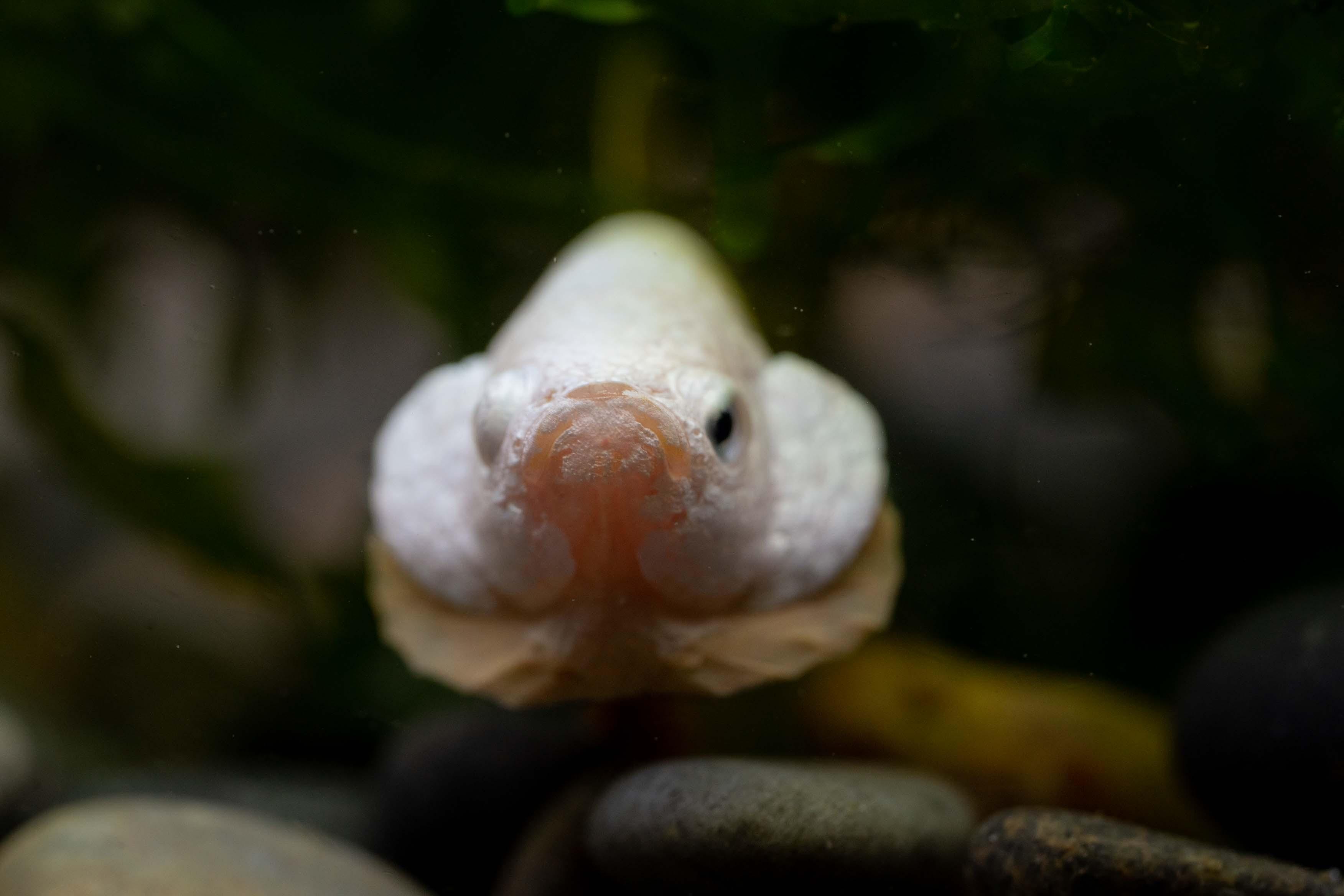 Yellow Dragon Plakat Male Betta Fish