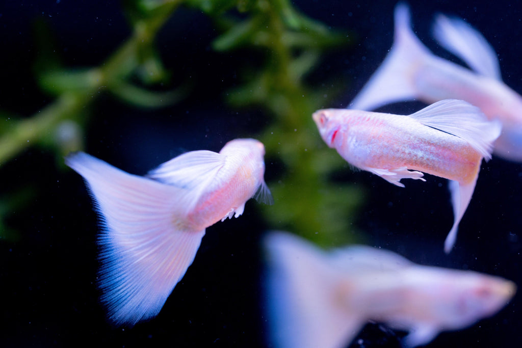 Full White Platinum Guppy Fish