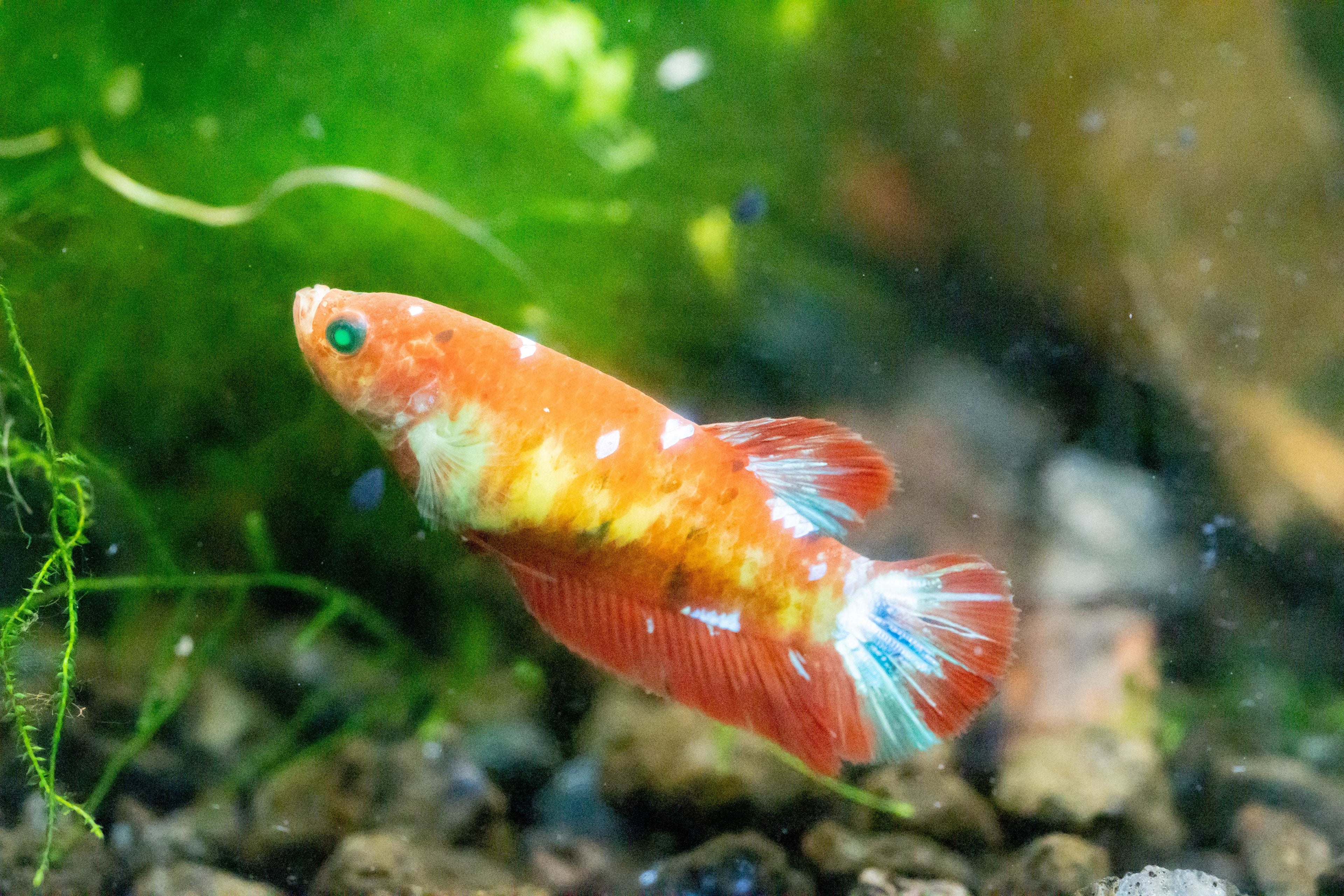 Female Betta Fish Koi Nemo Neon Plakat Sorority | Successful Sorority Pack