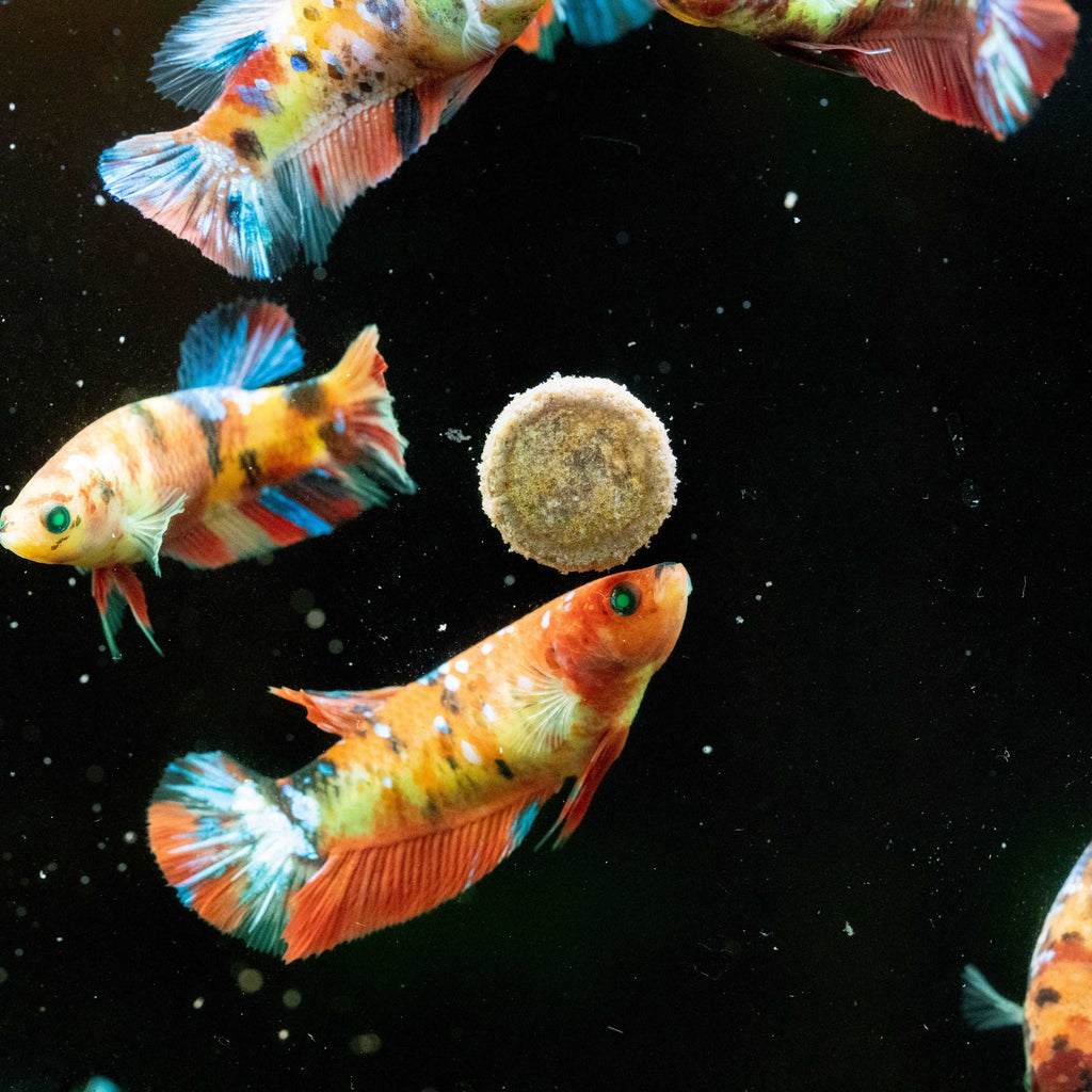 Female Betta Fish Koi Nemo Neon Plakat Sorority | Successful Sorority Pack