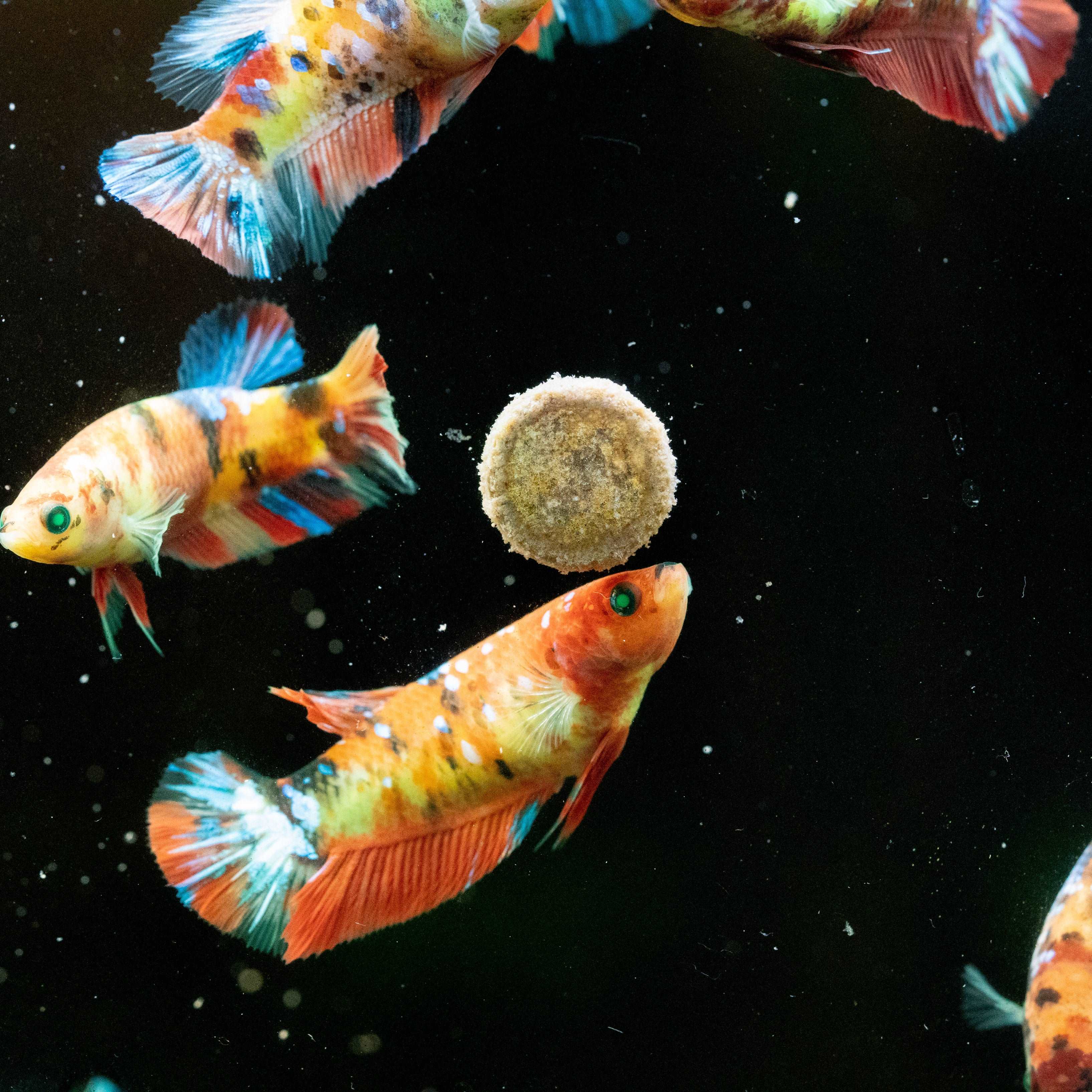 Female Betta Fish Koi Nemo Neon Plakat Sorority | Successful Sorority Pack