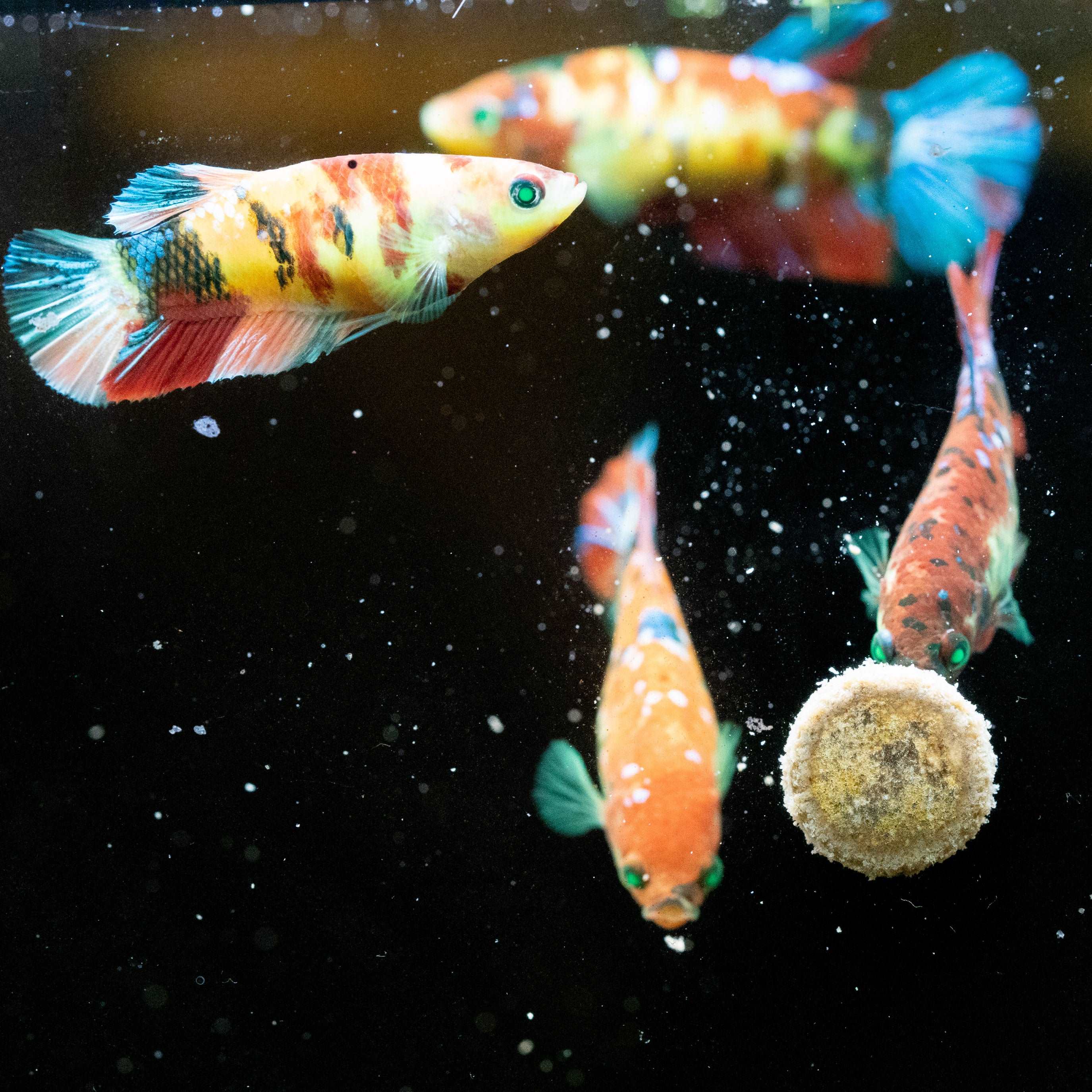 Female Betta Fish Koi Nemo Neon Plakat Sorority | Successful Sorority Pack