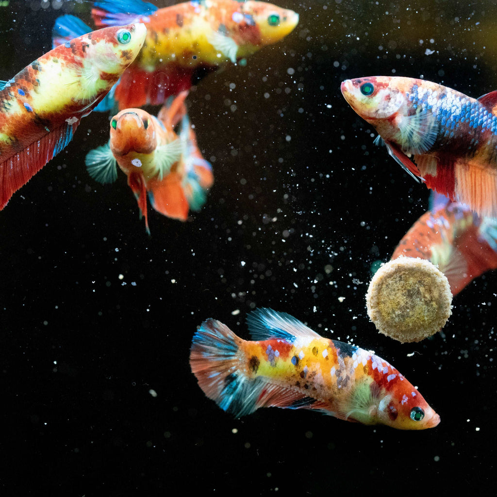 Female Betta Fish Koi Nemo Neon Plakat Sorority | Successful Sorority Pack