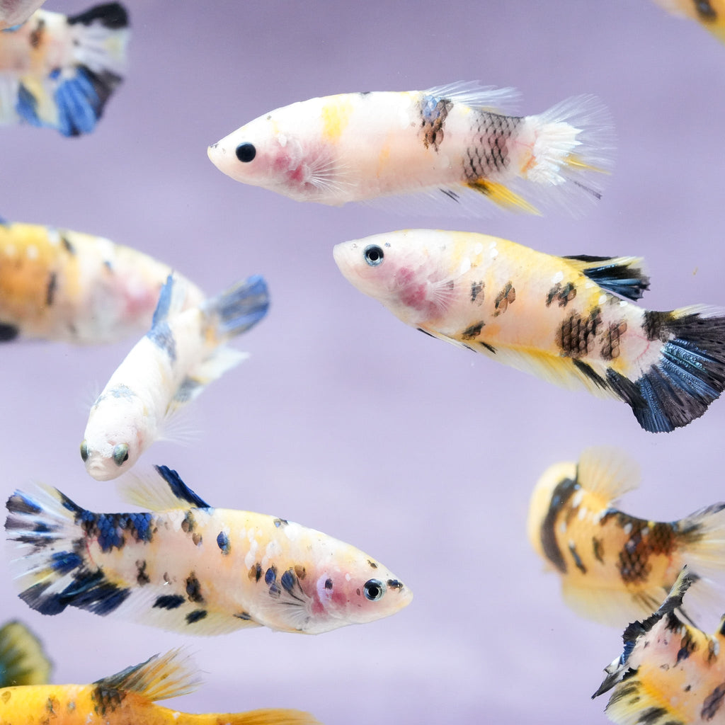 Koi Yellow Galaxy Female Betta Fish Sorority | Successful Sorority Pack