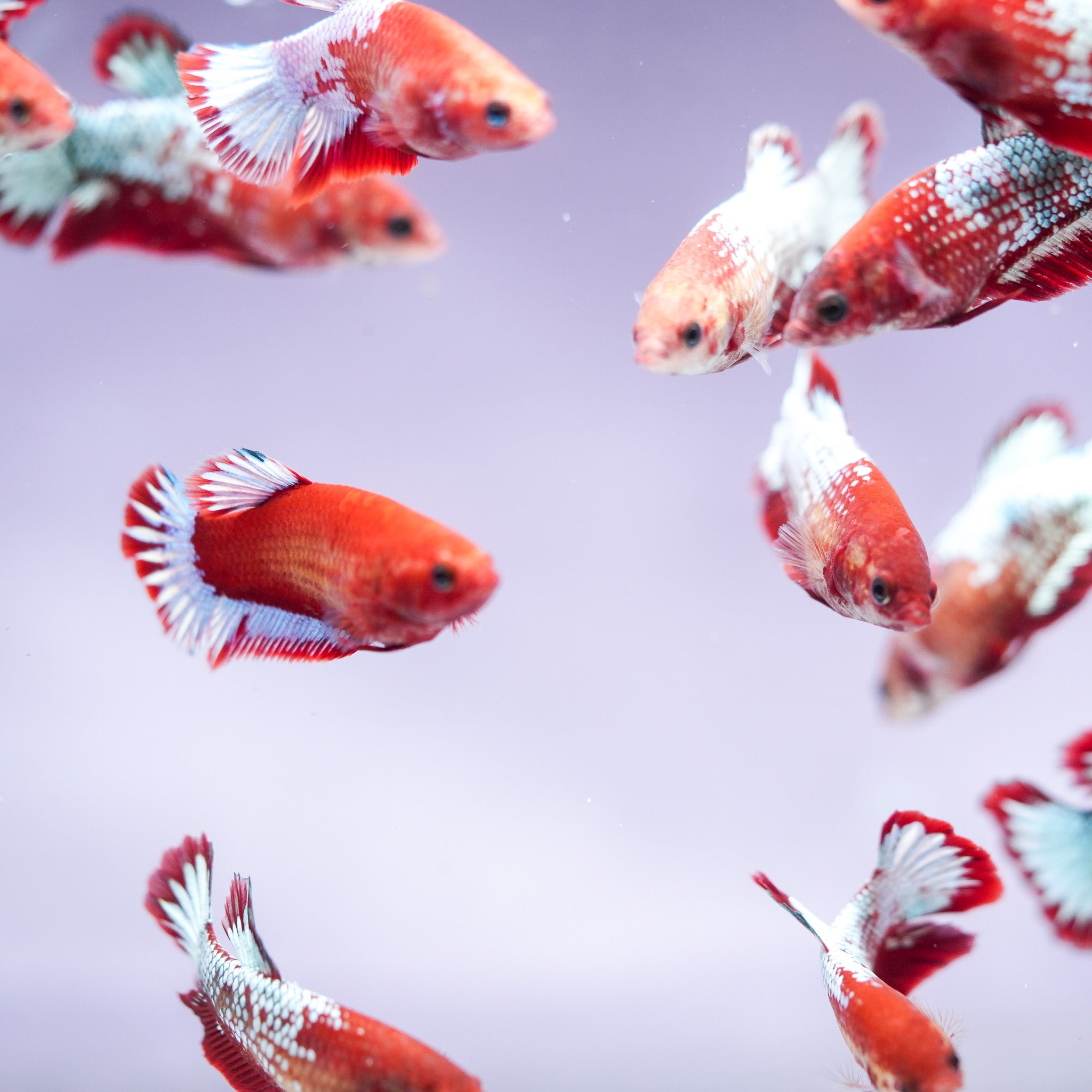 Fancy Copper Start Tail Female Betta Fish Sorority | Successful Sorority Pack