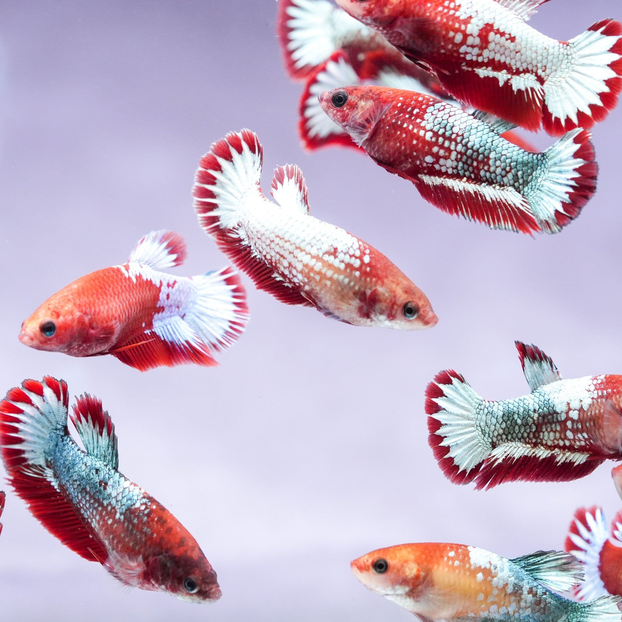 Fancy Copper Start Tail Female Betta Fish Sorority | Successful Sorority Pack