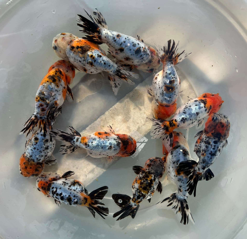 Tricolor Calico Ranchu Goldfish | Grower Pick