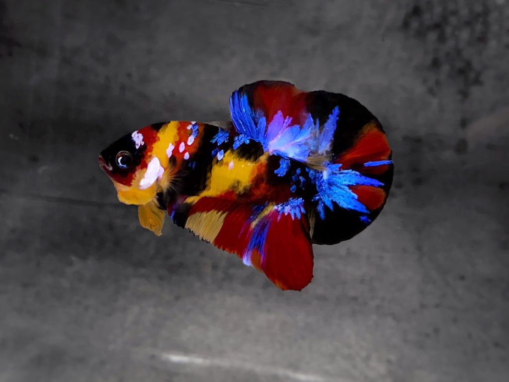 Koi Multicolor Dark Tone Plakat Male Betta Fish | High Grade | Mystery Betta