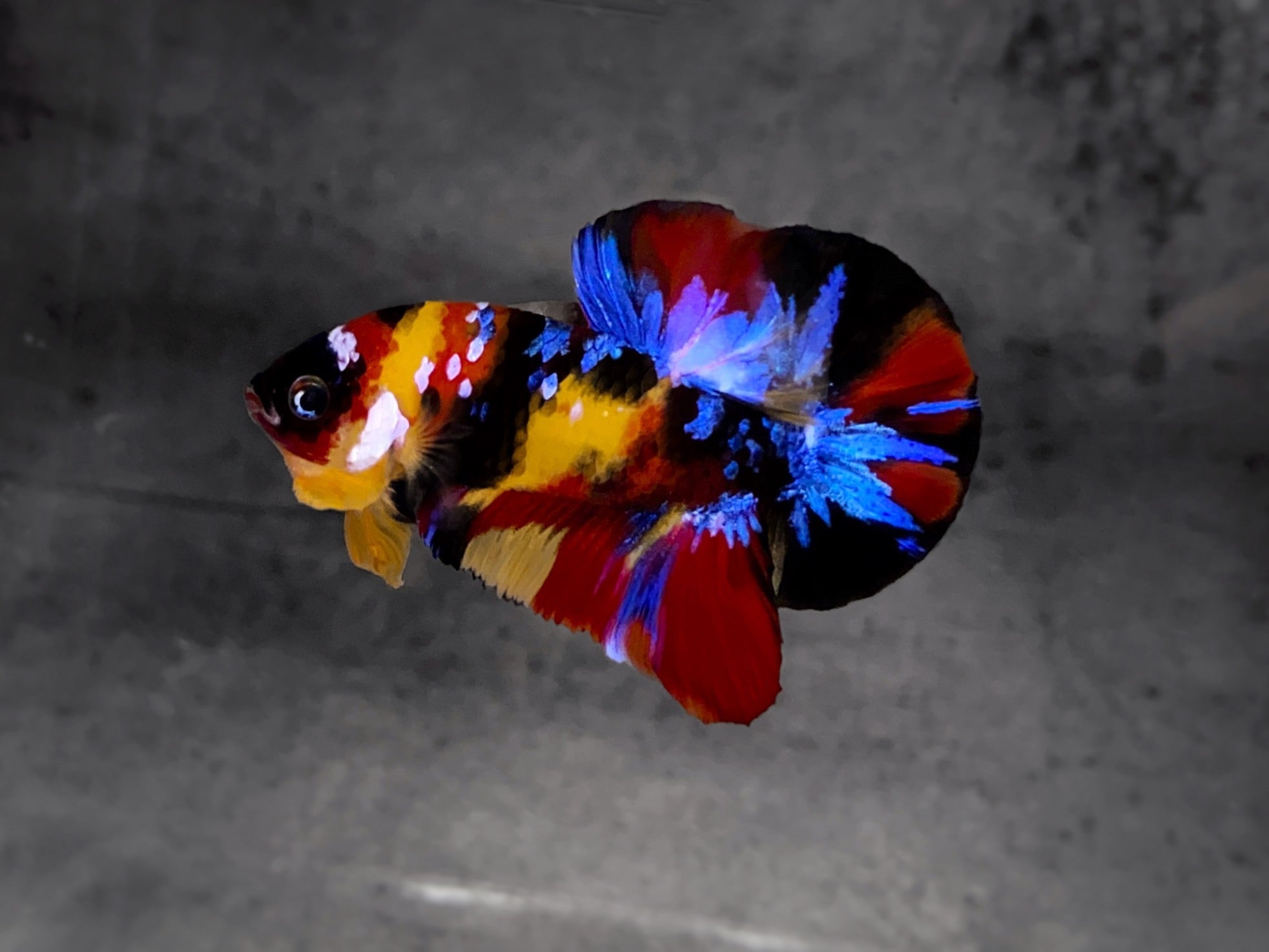 Koi Multicolor Dark Tone Plakat Male Betta Fish | High Grade | Mystery Betta