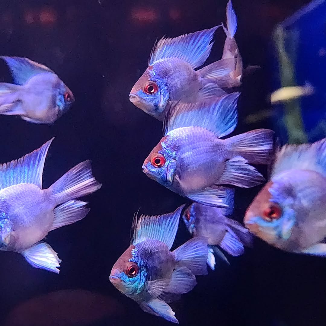 Electric Blue Balloon Ram Cichlid