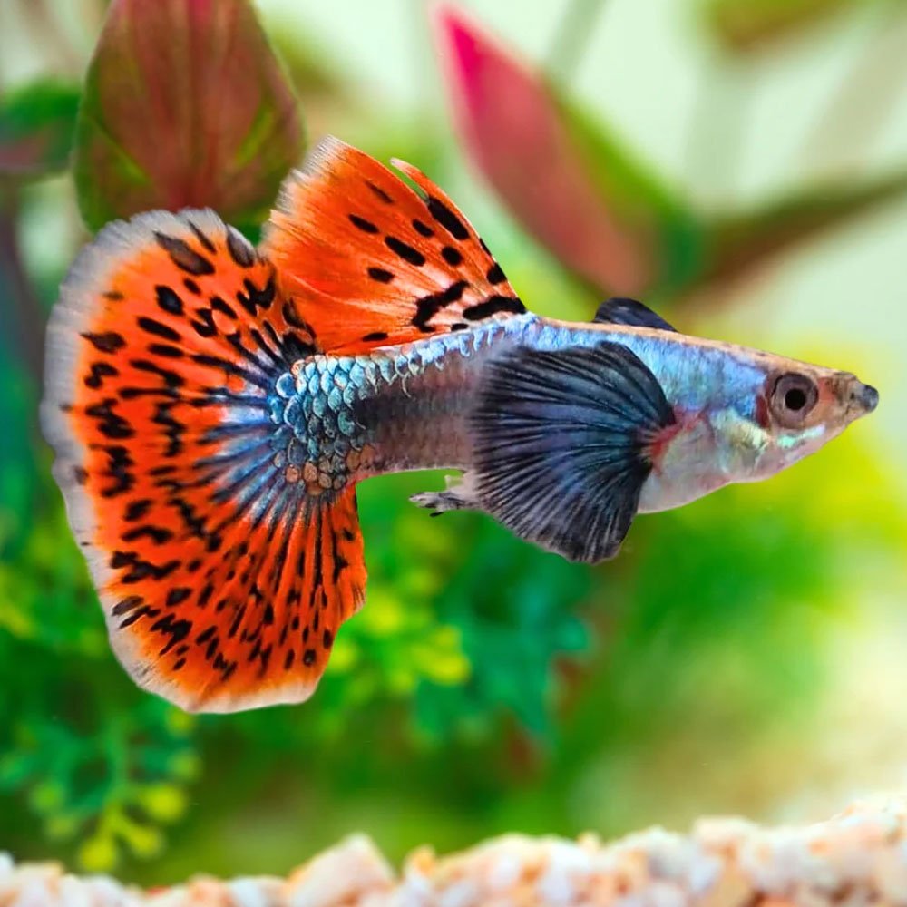 Dumbo Ear Red Mosaic Guppy Fish