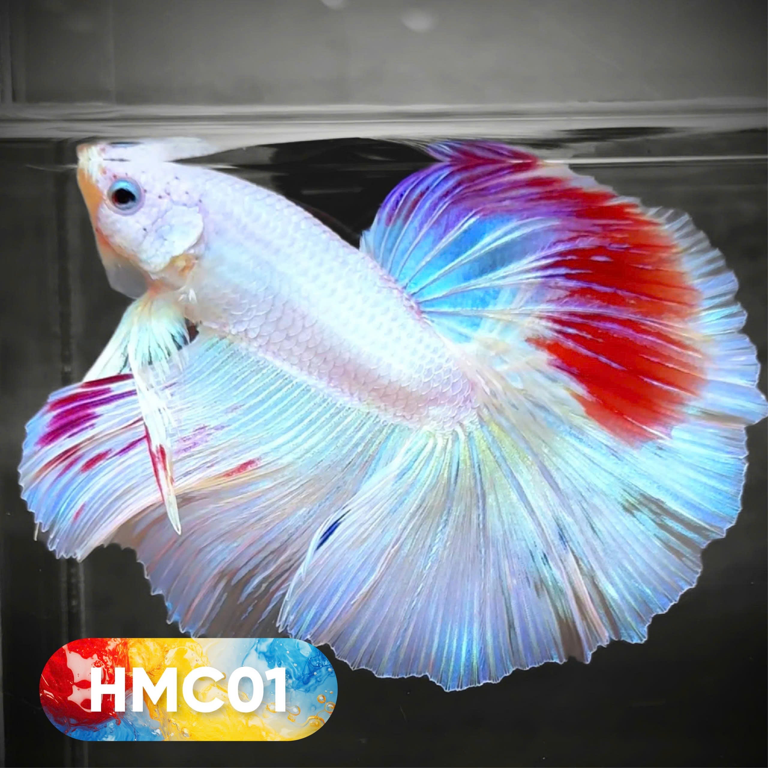 Multicolor Halfmoon Male Betta Fish | High Grade | Order Directly From Farm |  You Pick Fish |