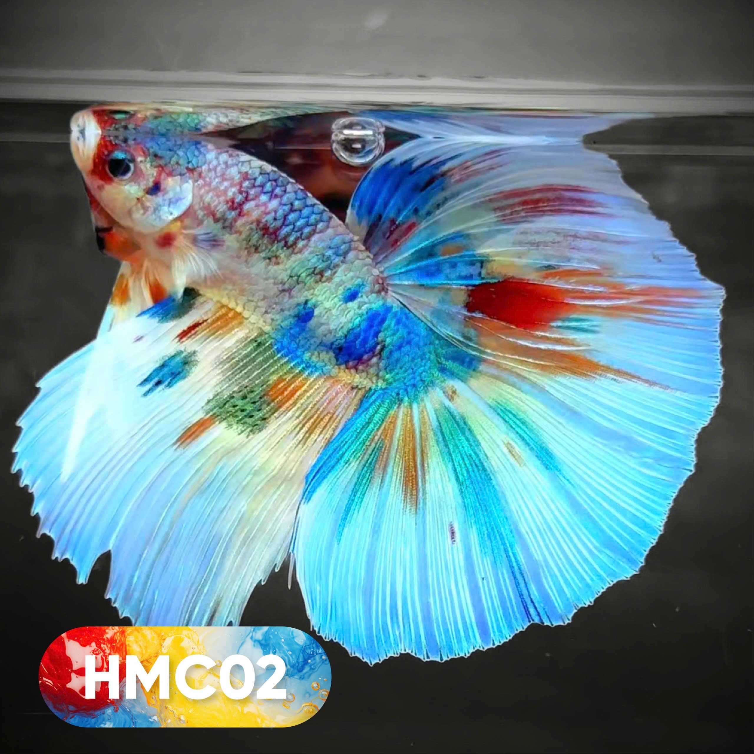 Multicolor Halfmoon Male Betta Fish | High Grade | Order Directly From Farm |  You Pick Fish |