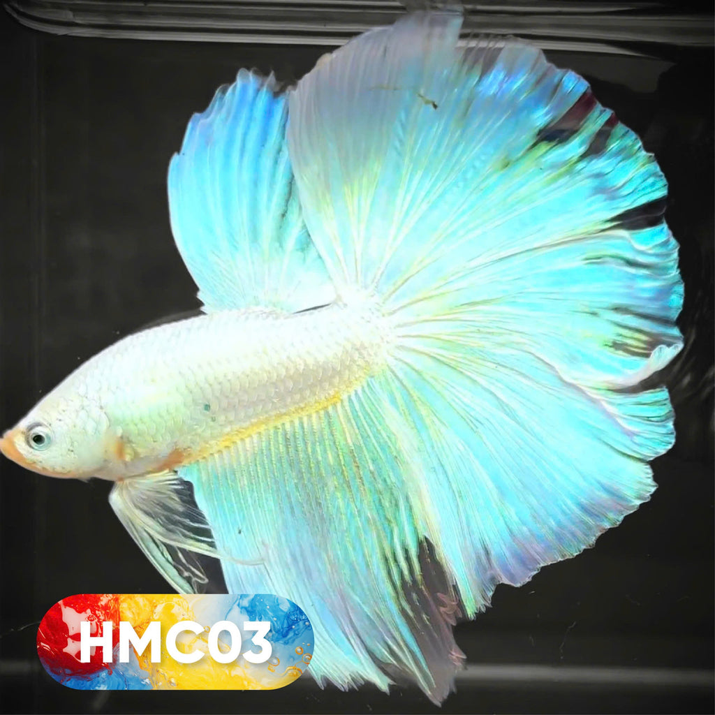 Multicolor Halfmoon Male Betta Fish | High Grade | Order Directly From Farm |  You Pick Fish |