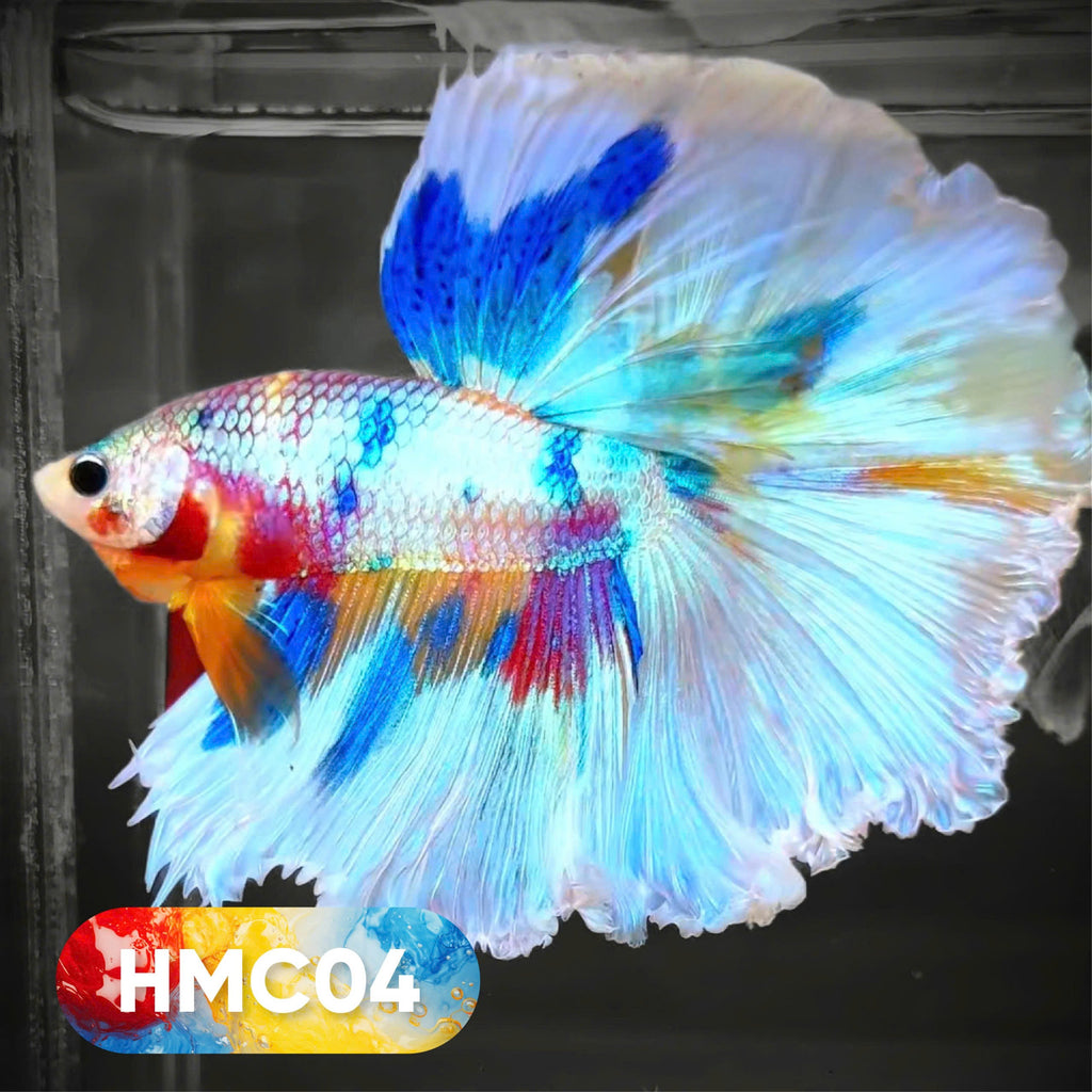Multicolor Halfmoon Male Betta Fish | High Grade | Order Directly From Farm |  You Pick Fish |