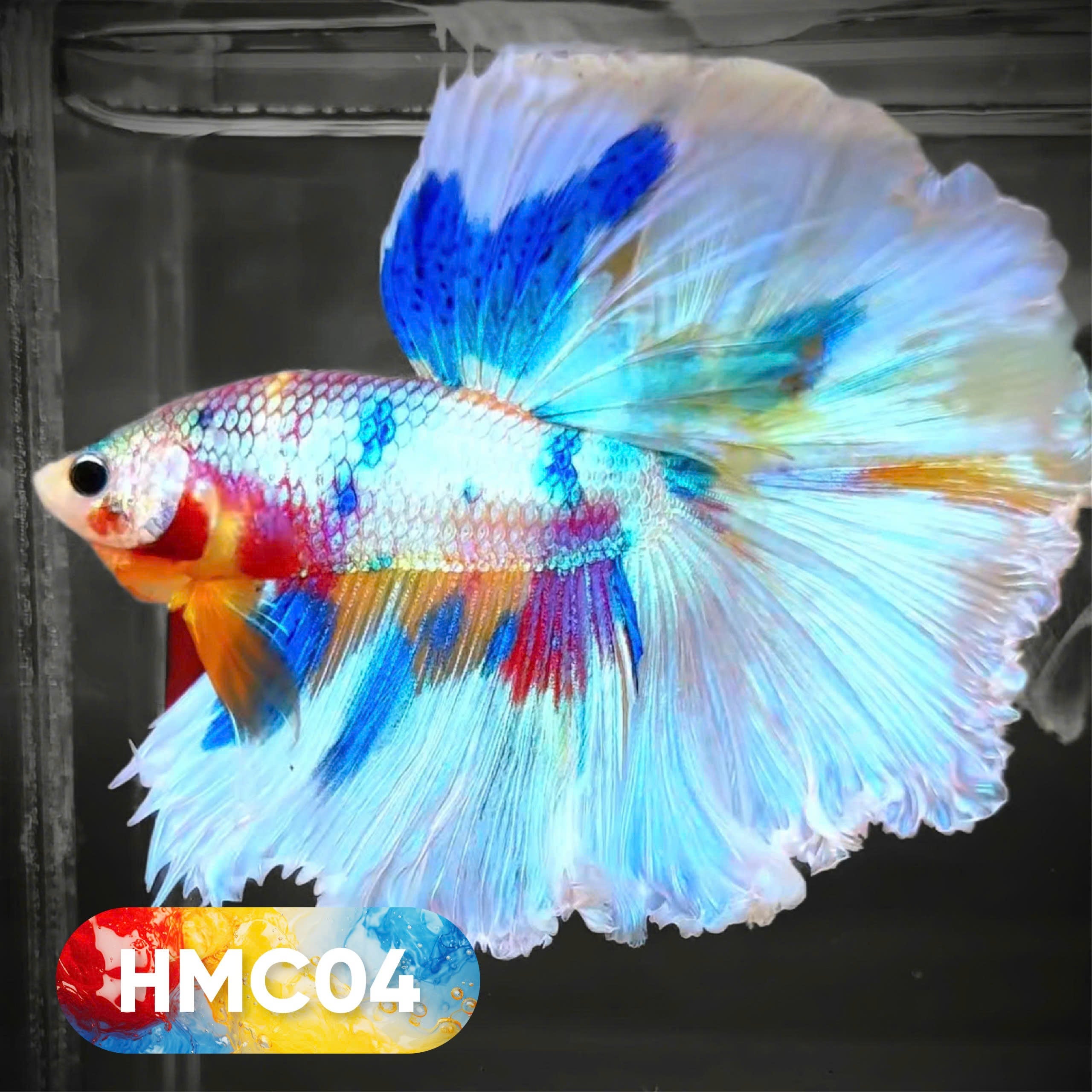 Multicolor Halfmoon Male Betta Fish | High Grade | Order Directly From Farm |  You Pick Fish |