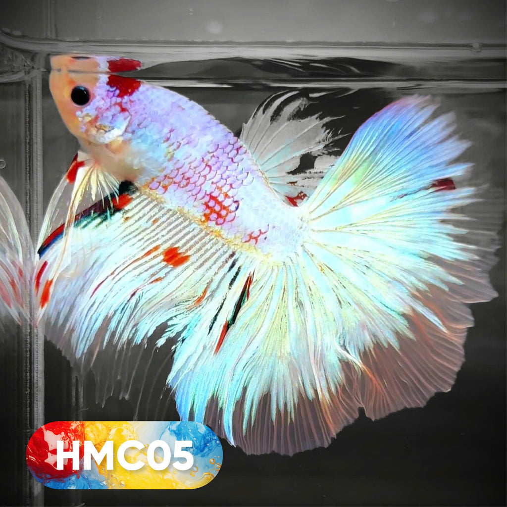 Multicolor Halfmoon Male Betta Fish | High Grade | Order Directly From Farm |  You Pick Fish |