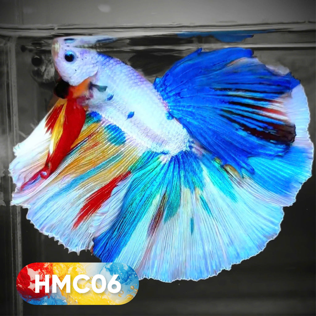 Multicolor Halfmoon Male Betta Fish | High Grade | Order Directly From Farm |  You Pick Fish |