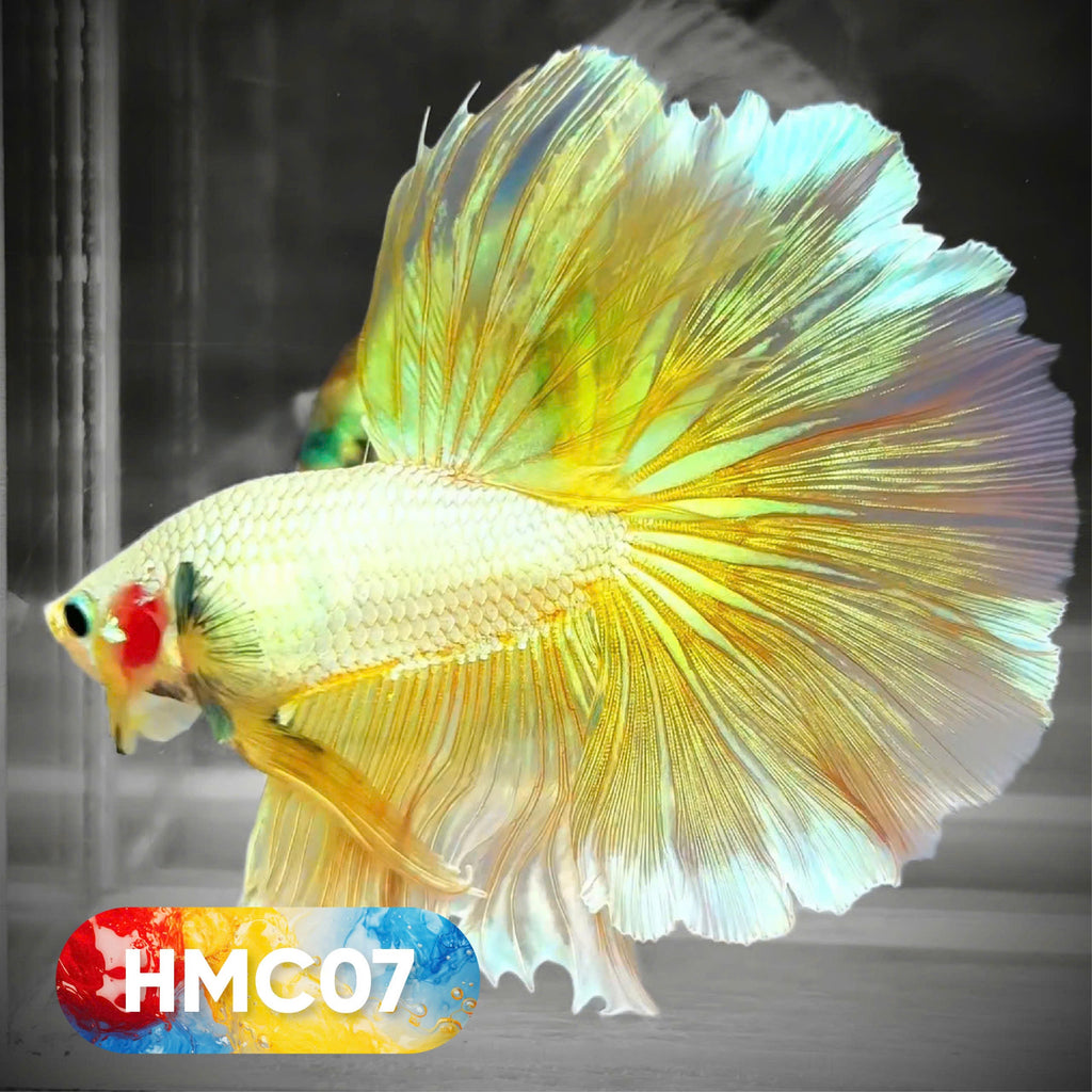 Multicolor Halfmoon Male Betta Fish | High Grade | Order Directly From Farm |  You Pick Fish |