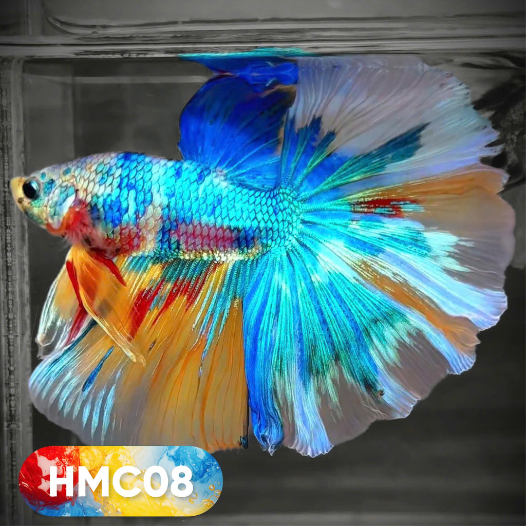 Multicolor Halfmoon Male Betta Fish | High Grade | Order Directly From Farm |  You Pick Fish |