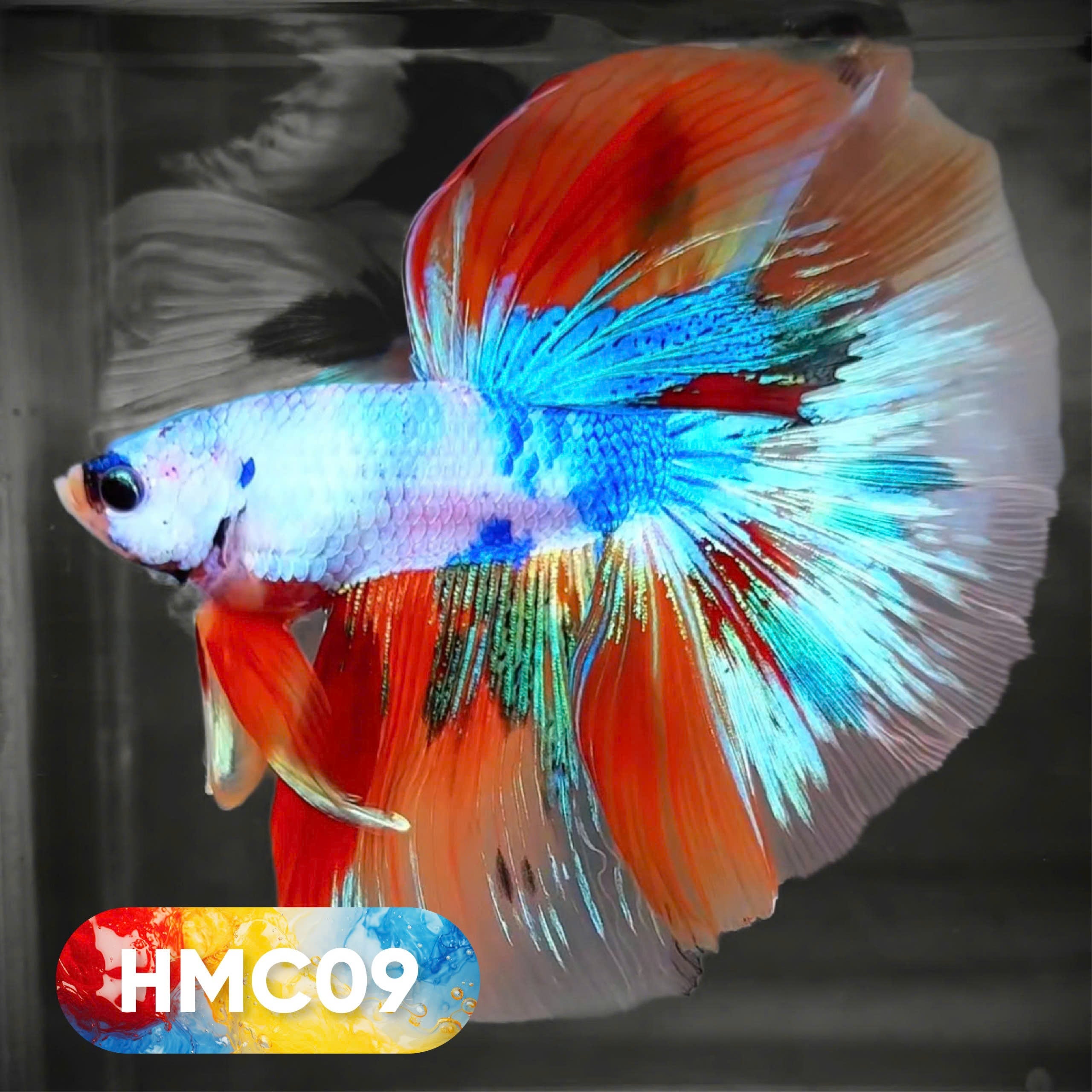 Multicolor Halfmoon Male Betta Fish | High Grade | Order Directly From Farm |  You Pick Fish |