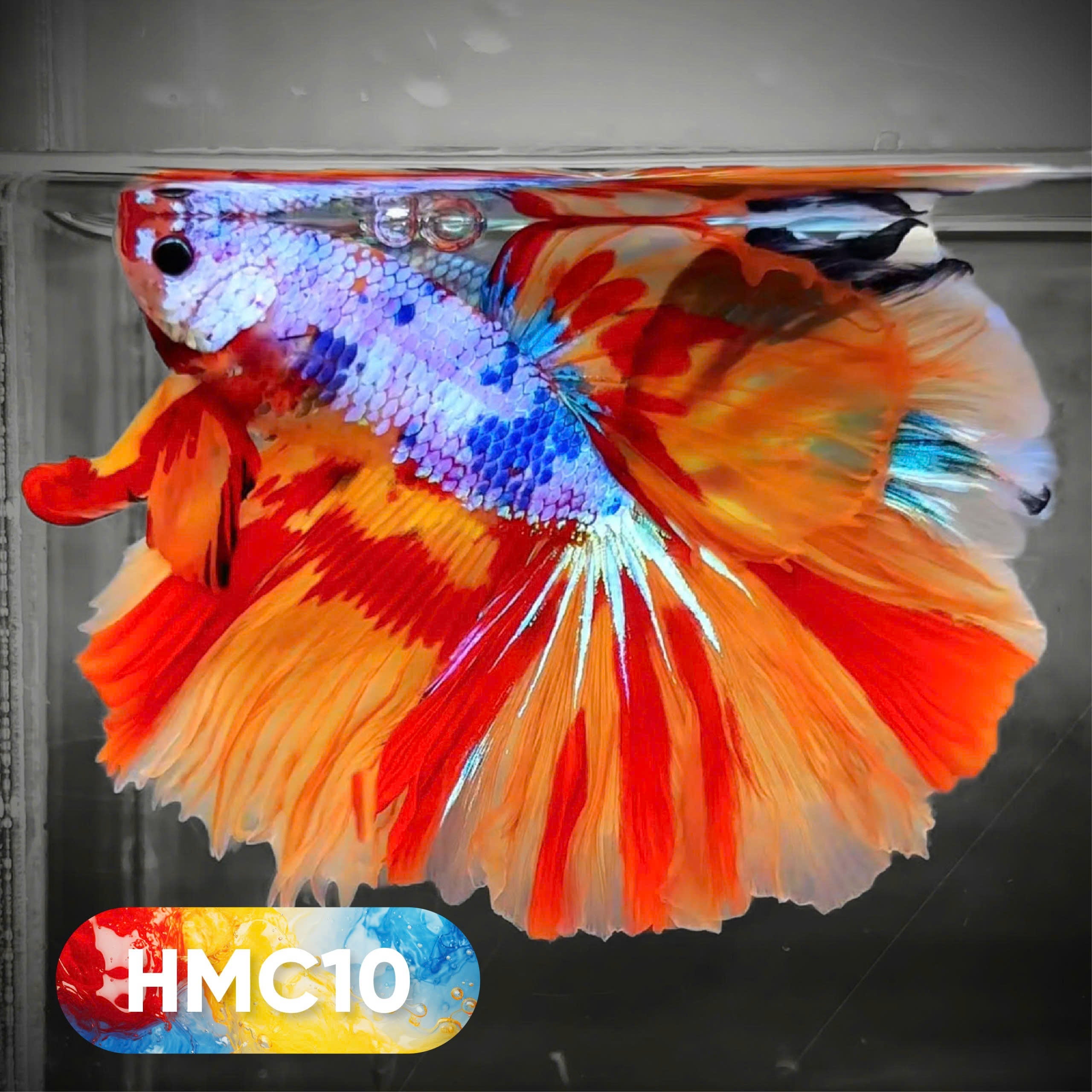 Multicolor Halfmoon Male Betta Fish | High Grade | Order Directly From Farm |  You Pick Fish |